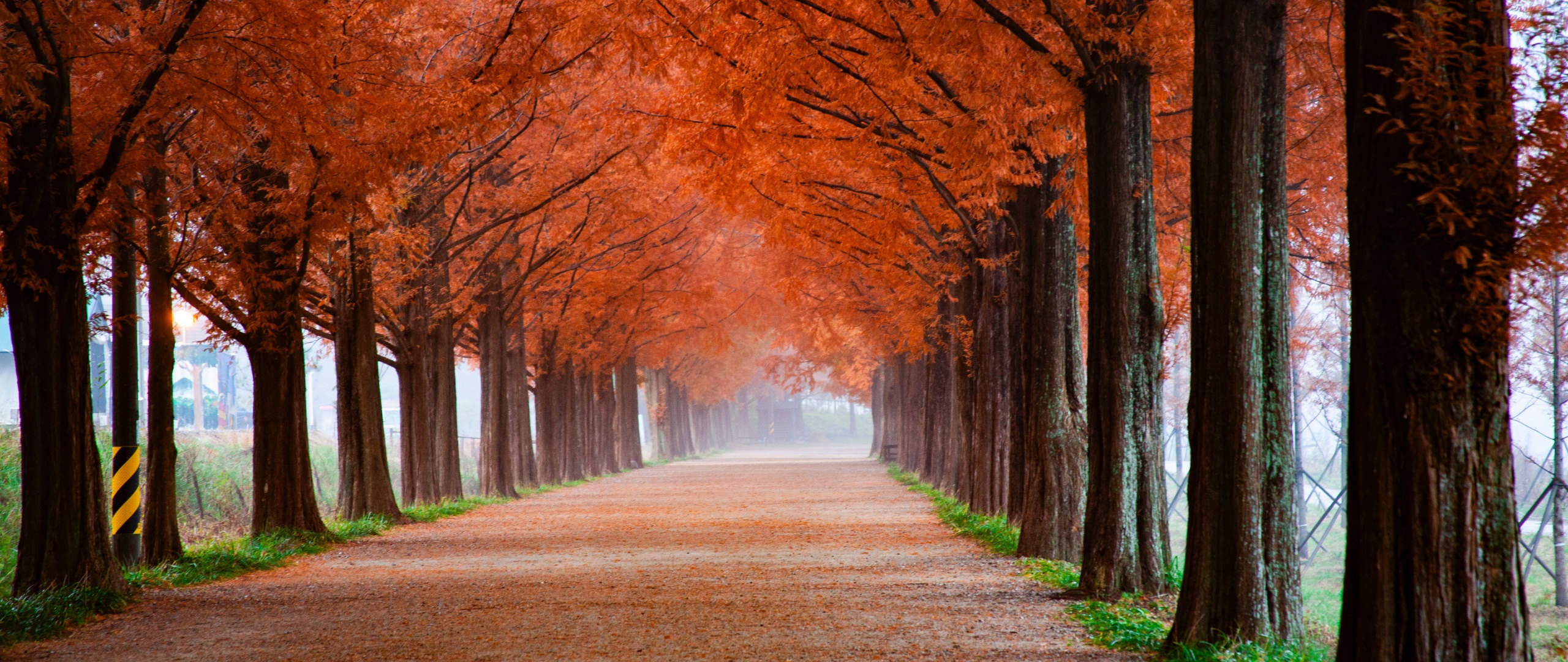 Autumn Wallpaper 4K, Morning, Trees, Path, Foggy, Mist