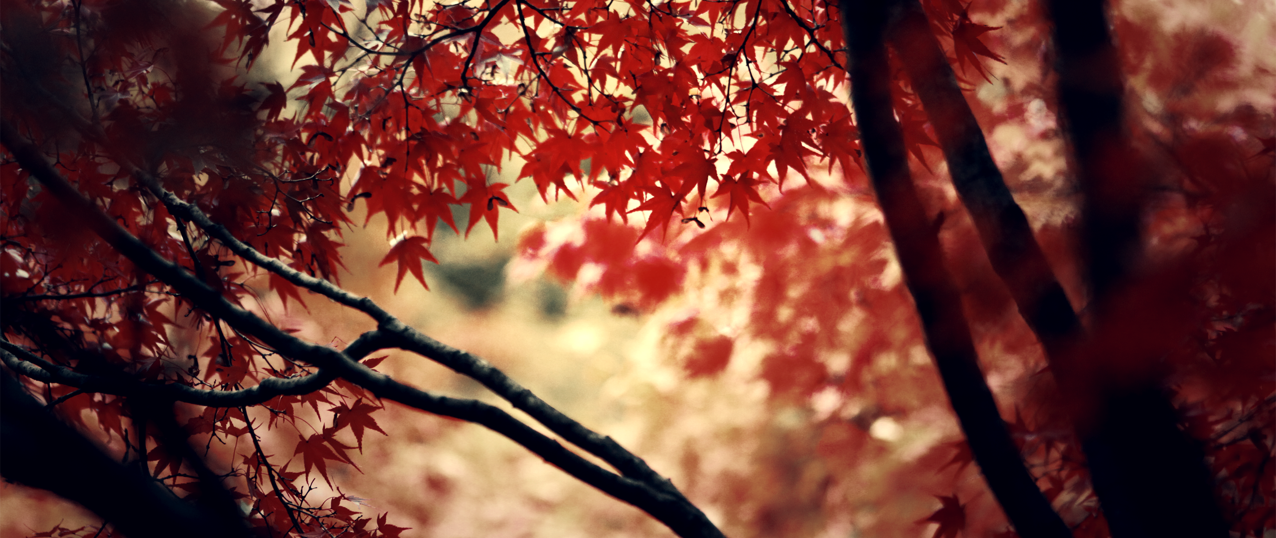 ultrawide, depth of field, nature, maple leaves, trees, fallx1080 Wallpaper