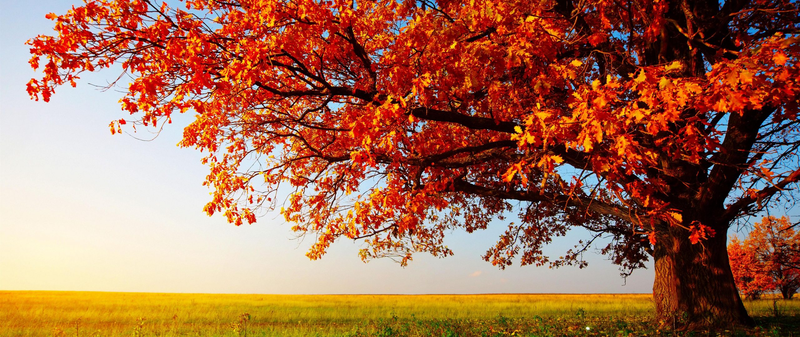 Autumn Tree 4K Wallpaper