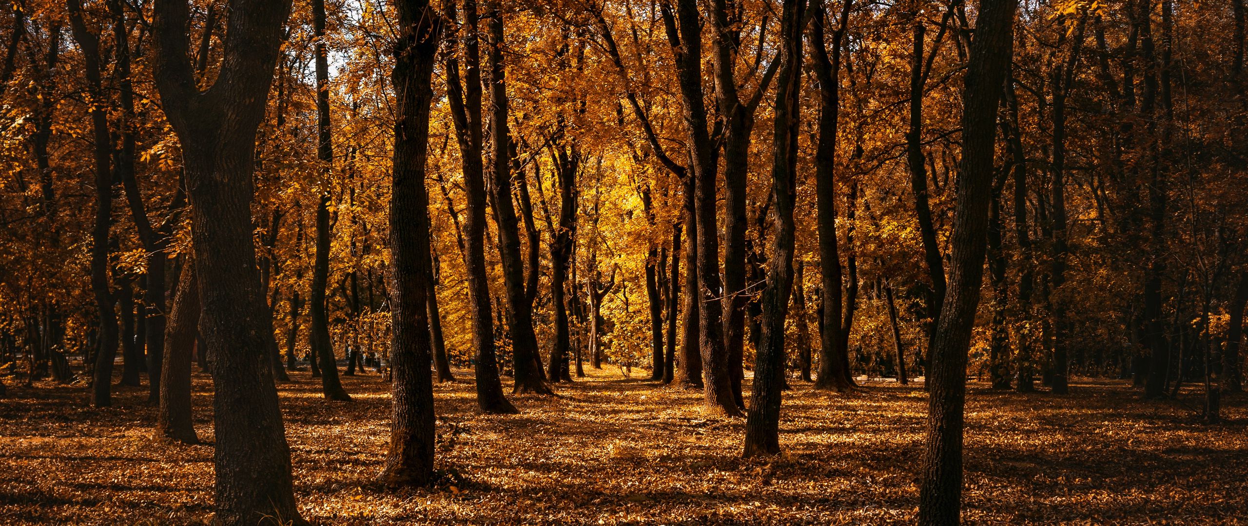 Download wallpaper 2560x1080 autumn, forest, trees, park, path dual wide 1080p HD background