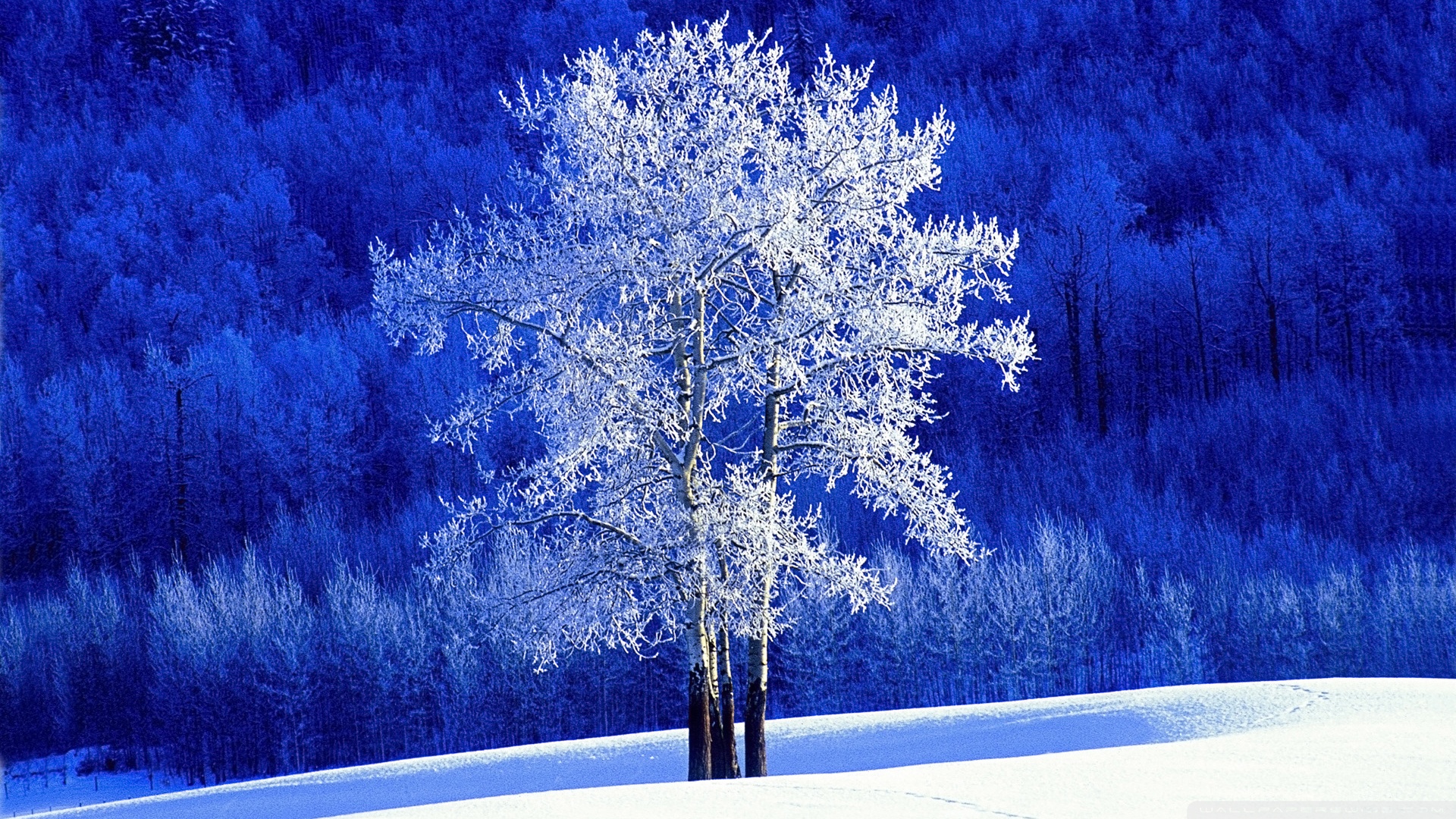 Winter, British Columbia, Canada Ultra HD Desktop Background Wallpaper for 4K UHD TV, Widescreen & UltraWide Desktop & Laptop, Tablet