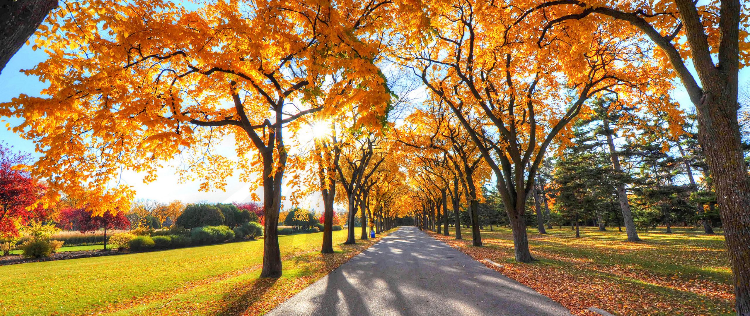 Autumn Trees Road Nature 4K Wallpaper