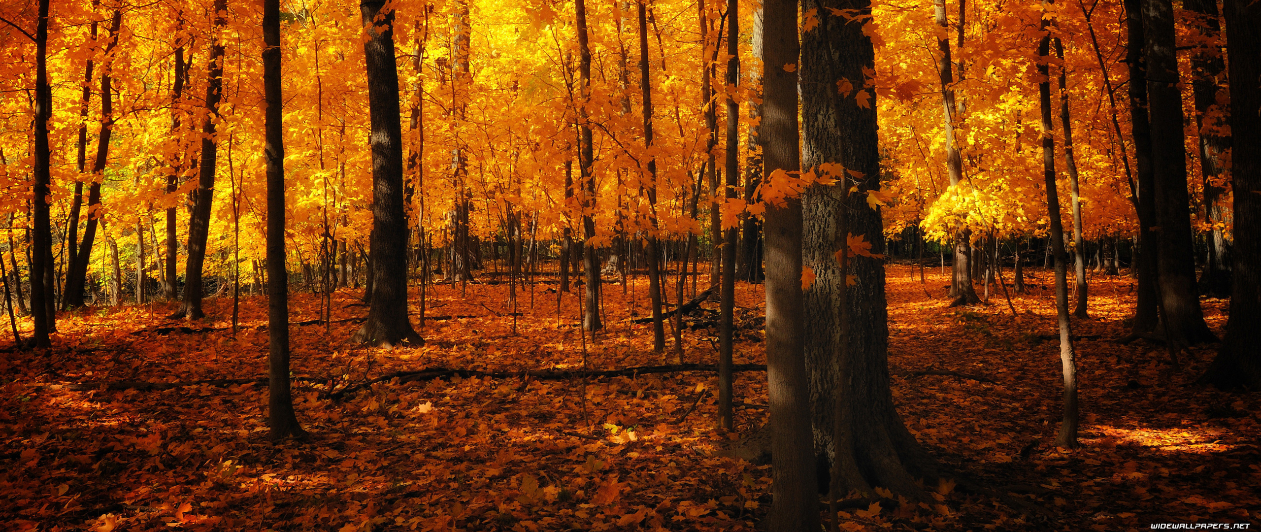 Autumn desktop wallpaper UltraWide 21:9
