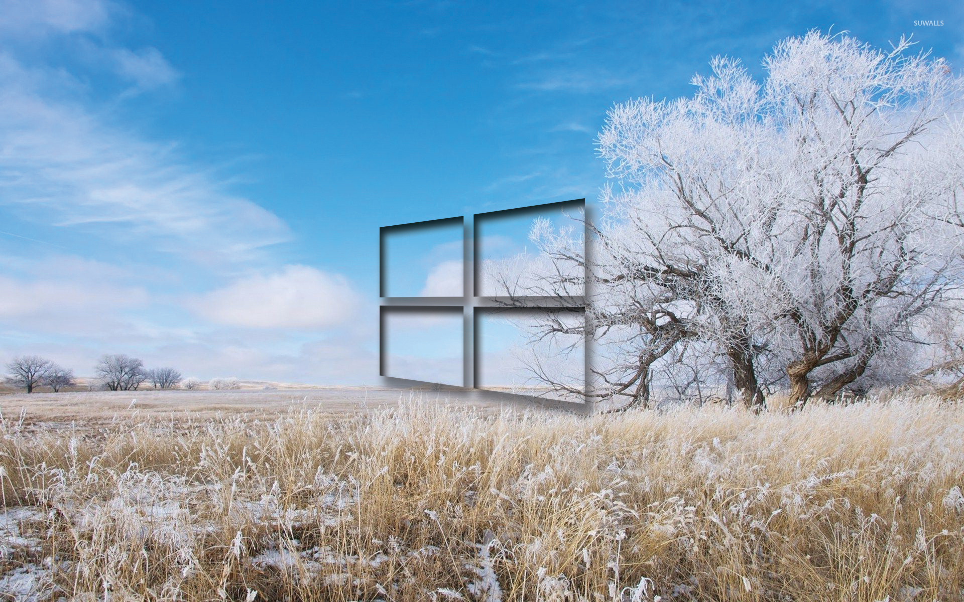 Windows 10 transparent logo over the frosty field wallpaper wallpaper