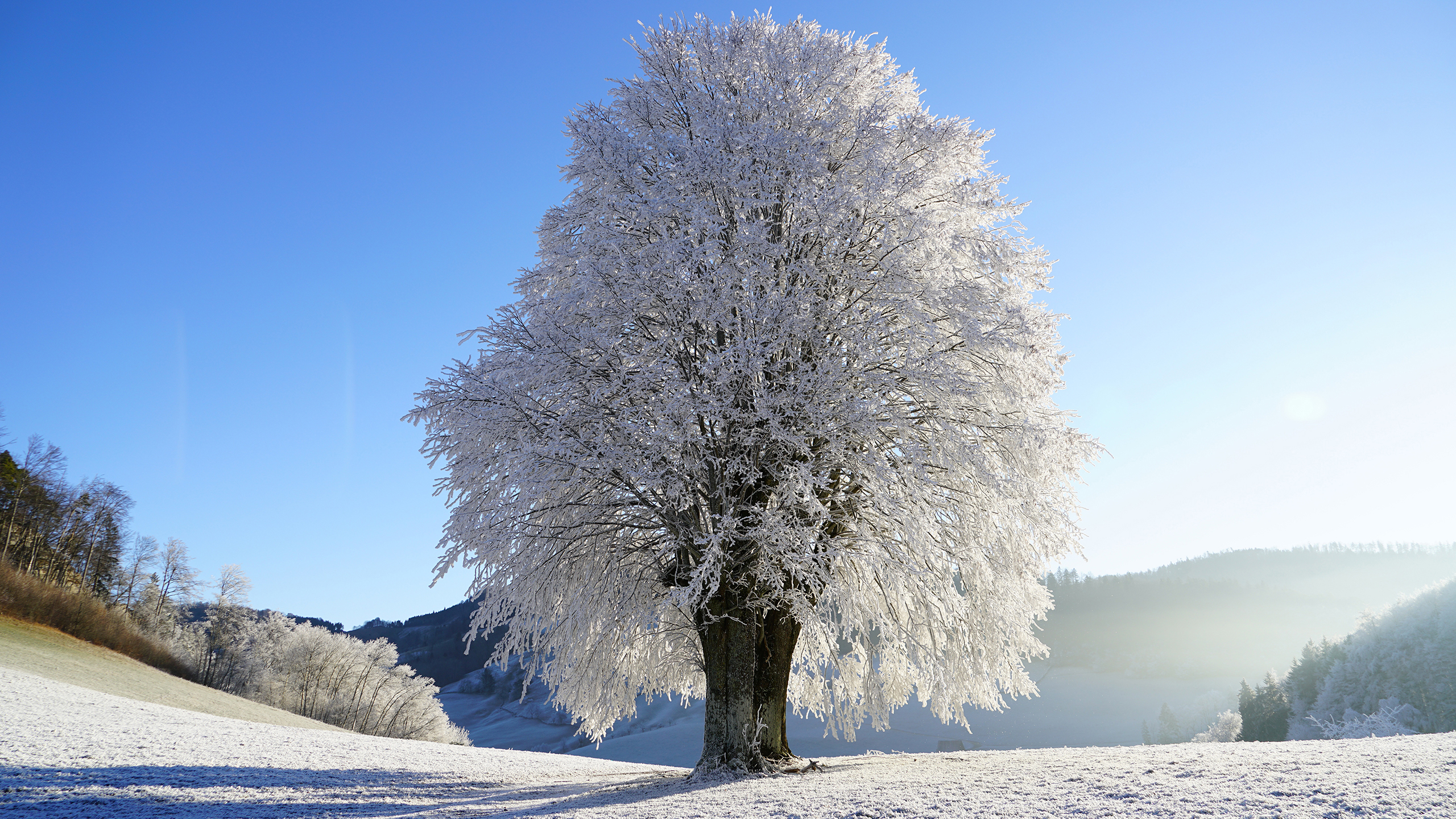 Wintry Tree 2K Wallpaper x 1440 pxK