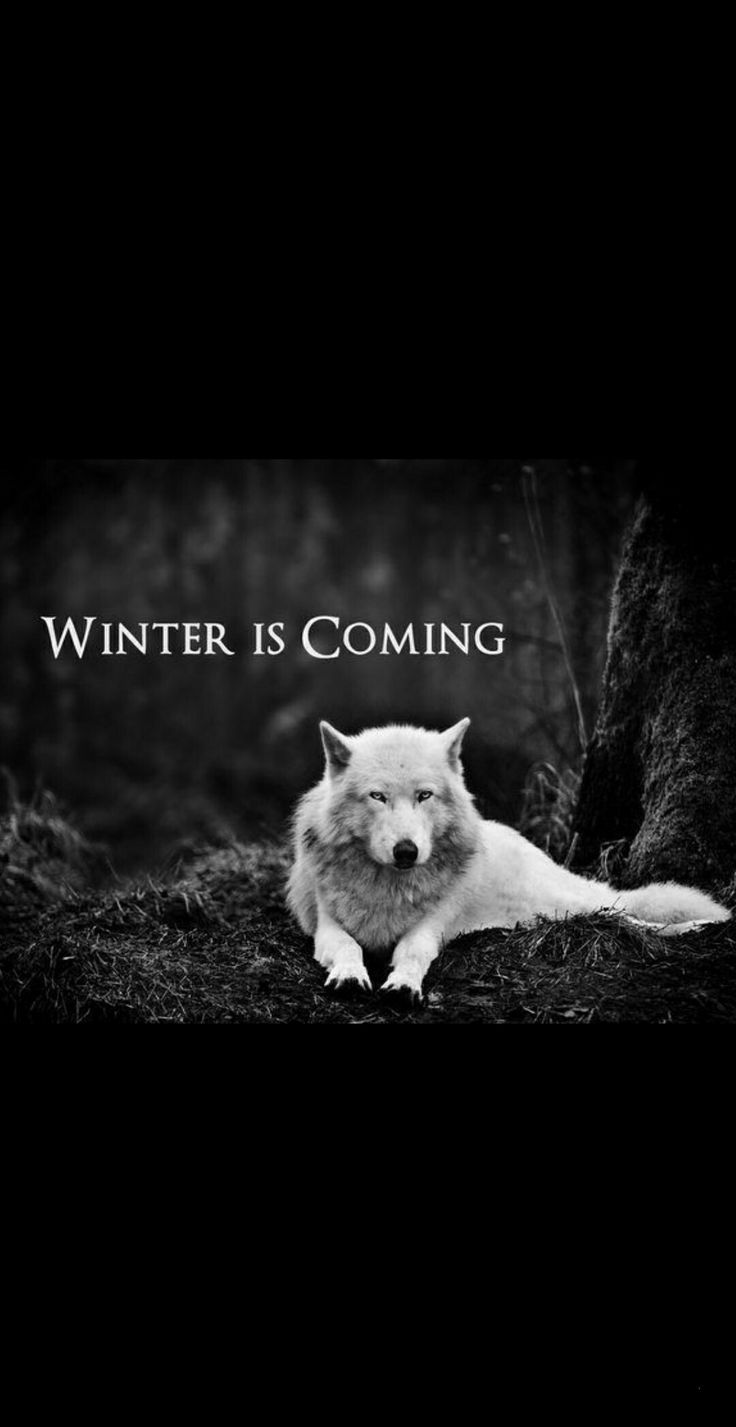 Winter is Coming Ghost Wallpaper. Winter is coming, Winter is coming wallpaper, Game of thrones poster