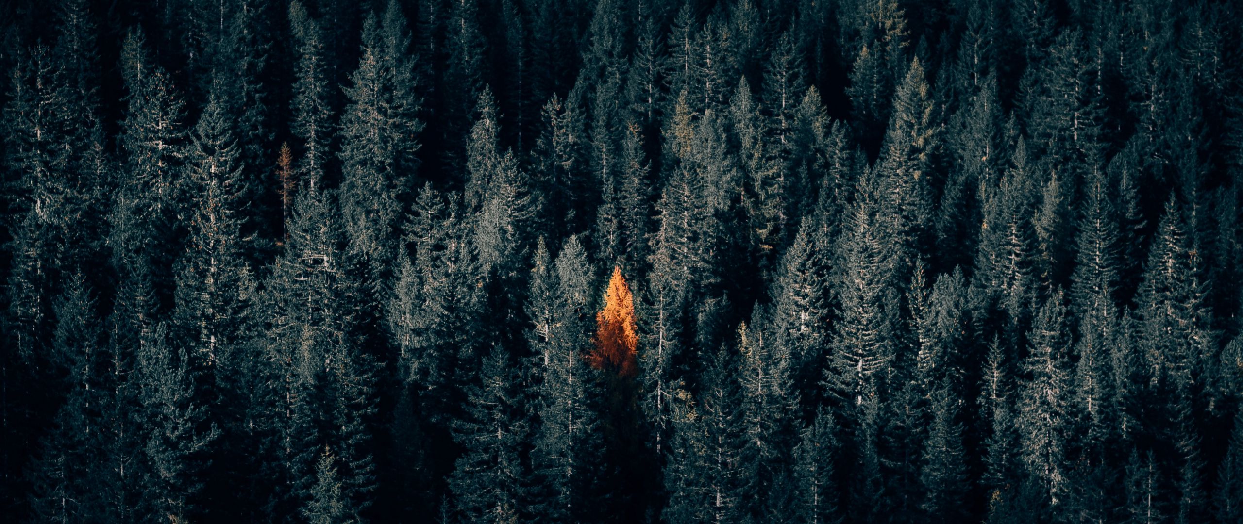 Download wallpaper 2560x1080 autumn, forest, aerial view, contrast, dark dual wide 1080p HD background