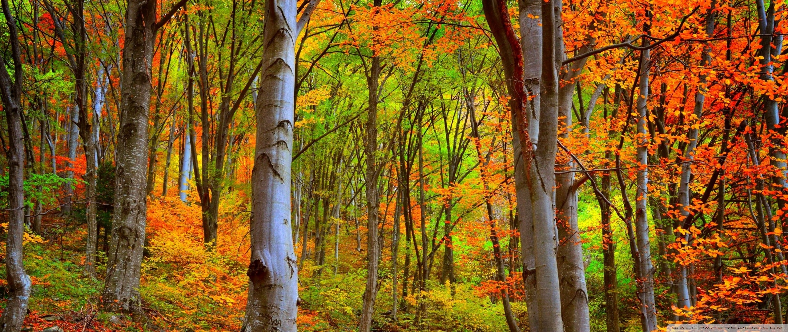 Autumn Forest, Foliage Ultra HD Desktop Background Wallpaper for 4K UHD TV, Widescreen & UltraWide Desktop & Laptop, Tablet