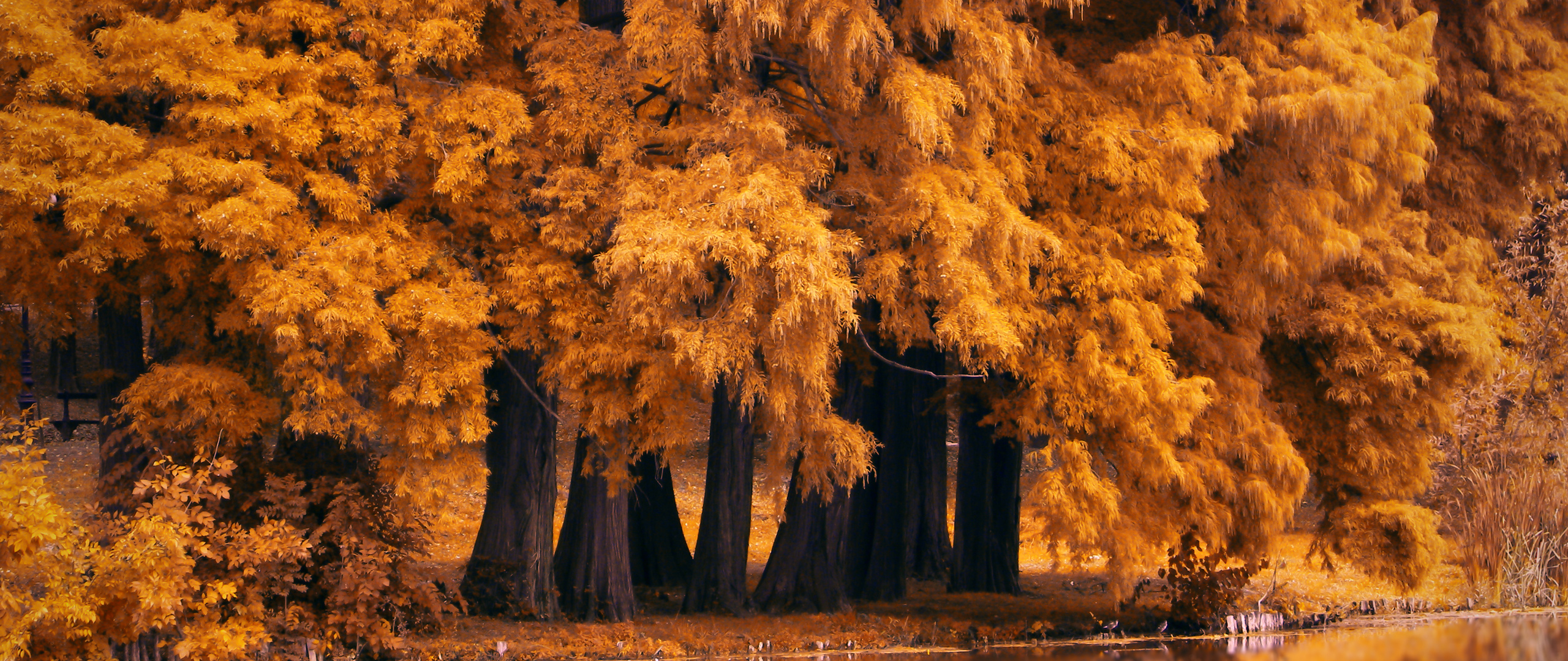 Autumn Fall Nature 4k 2560x1080 Resolution HD 4k Wallpaper, Image, Background, Photo and Picture