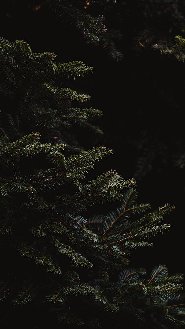 Download A mysterious and spooky Black Christmas night Wallpaper