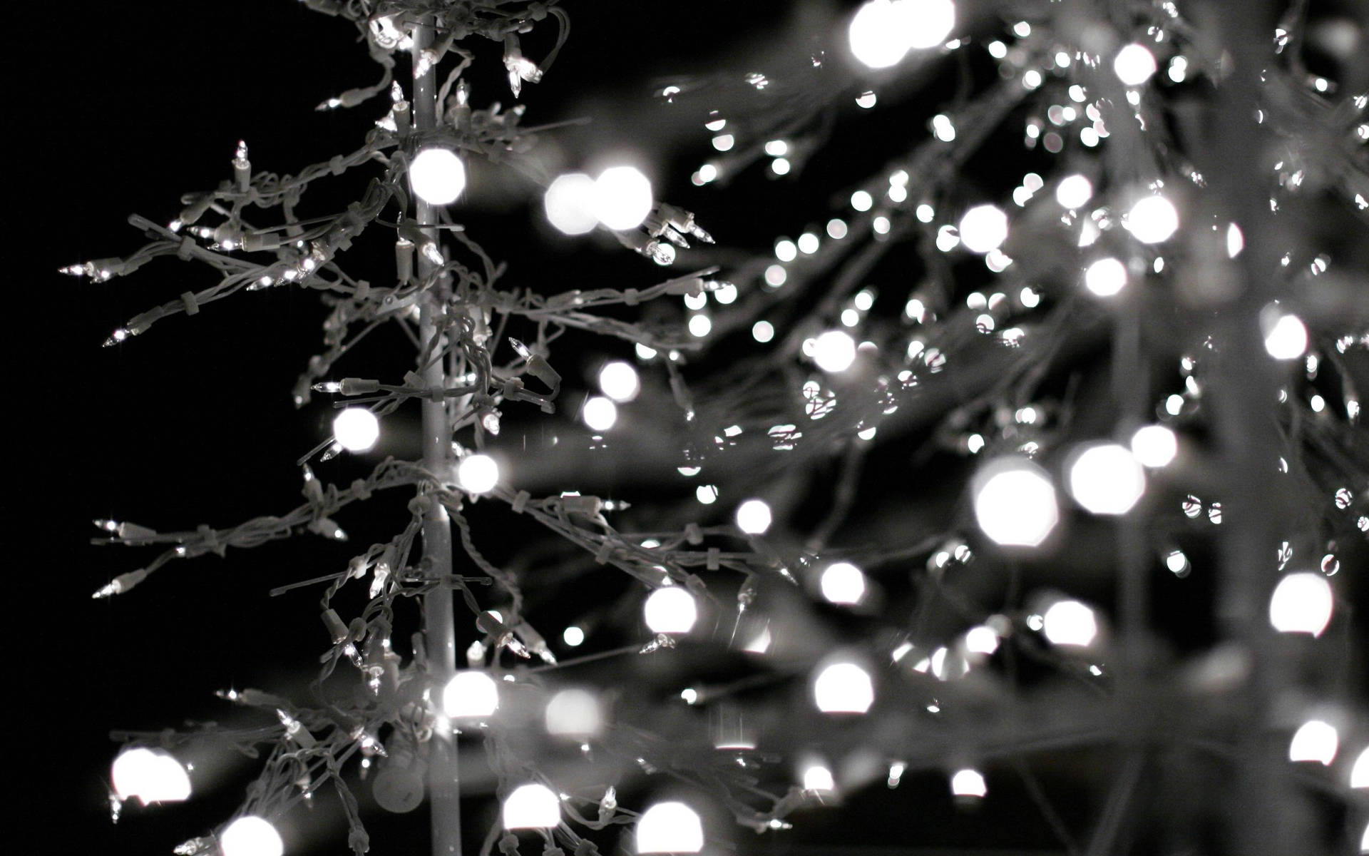 Download A Tree With White Lights Wallpaper