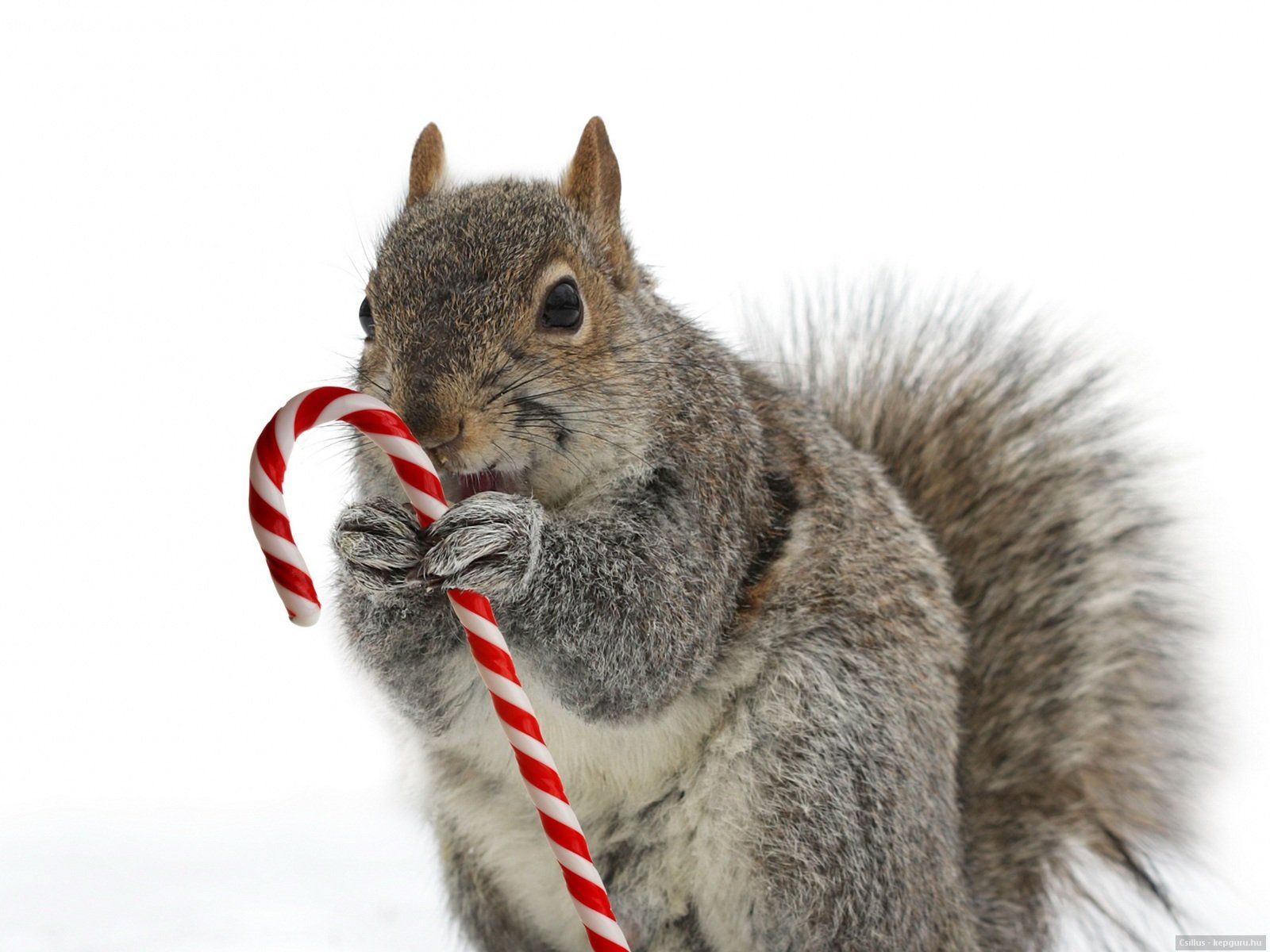 Gepind van kepguru. Squirrel, Wallpaper, Beautiful cats