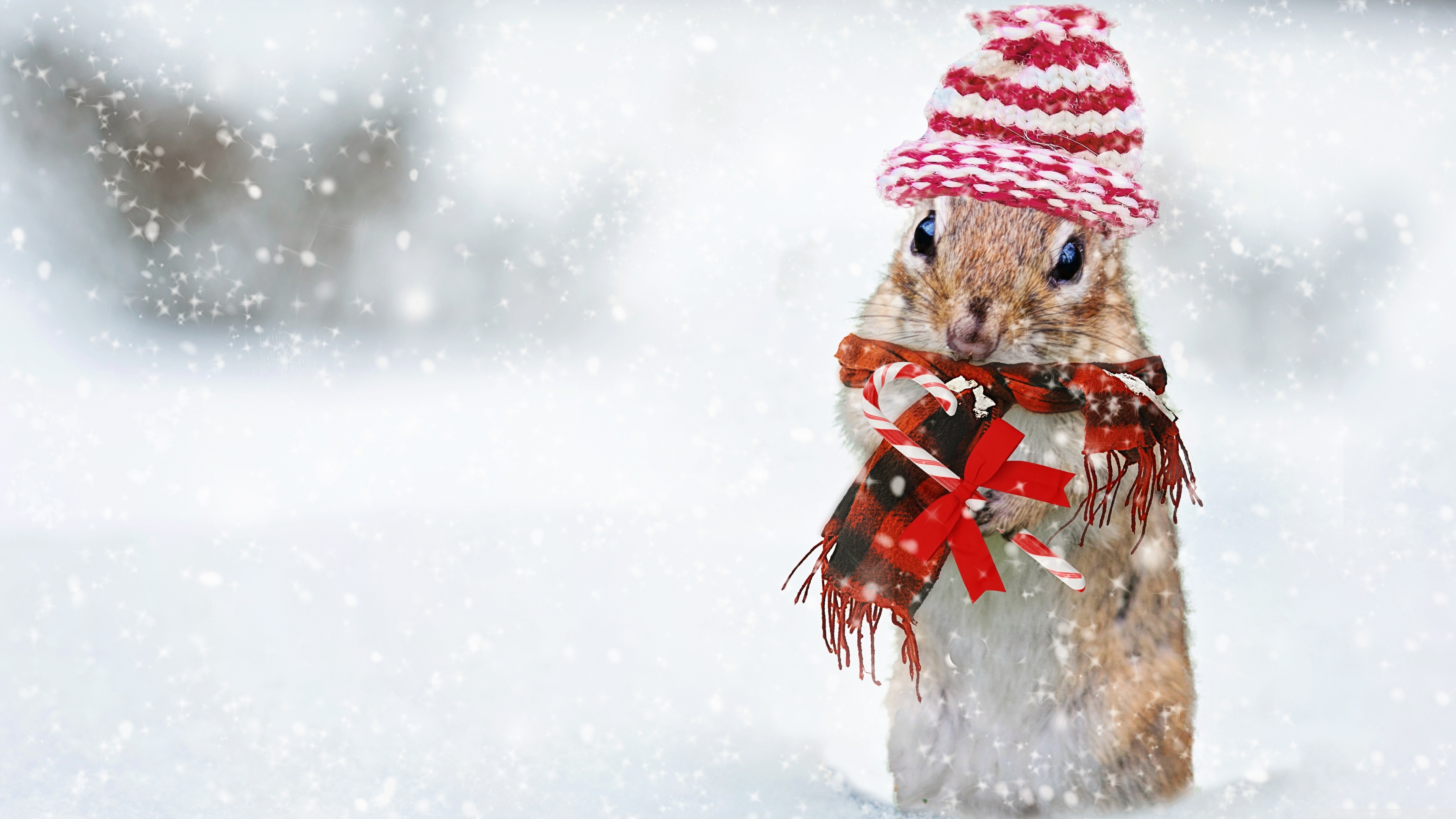 Cute Squirrel, Snowfall, Winter Holidays Ultra HD Desktop Background Wallpaper for 4K UHD TV, Widescreen & UltraWide Desktop & Laptop, Tablet