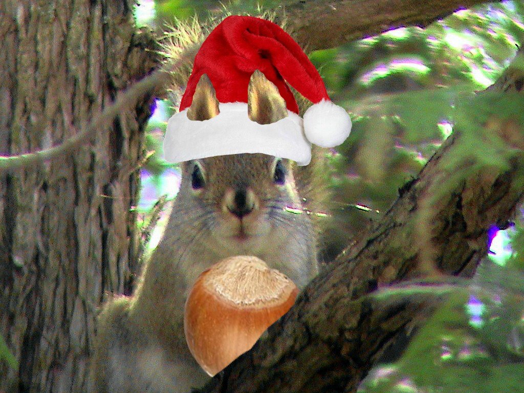 Red Squirrel Wearing Santa Hat And With Acorn. Photo of a r