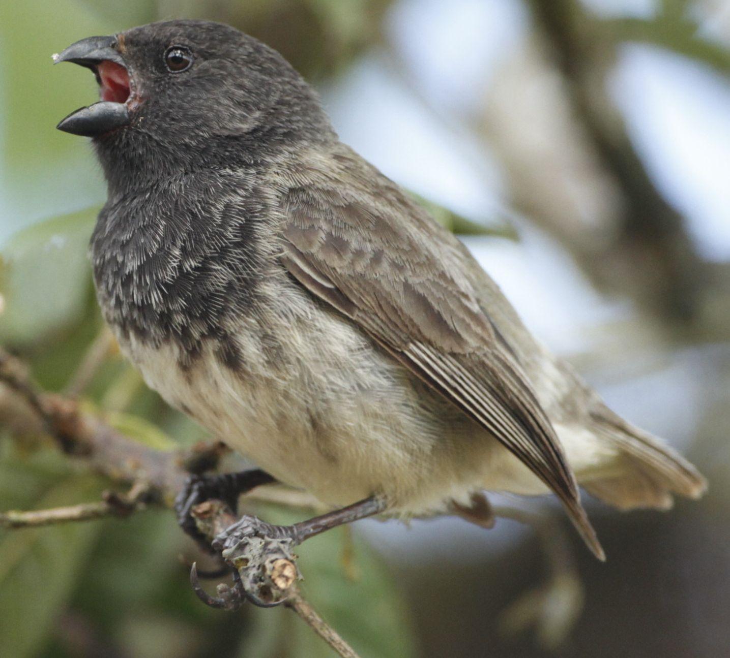 BirdsEye Photography: Review Photo