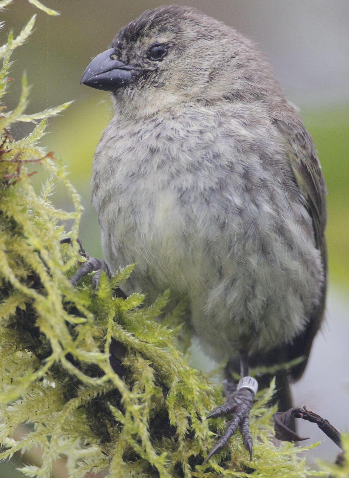 BirdsEye Photography: Review Photo