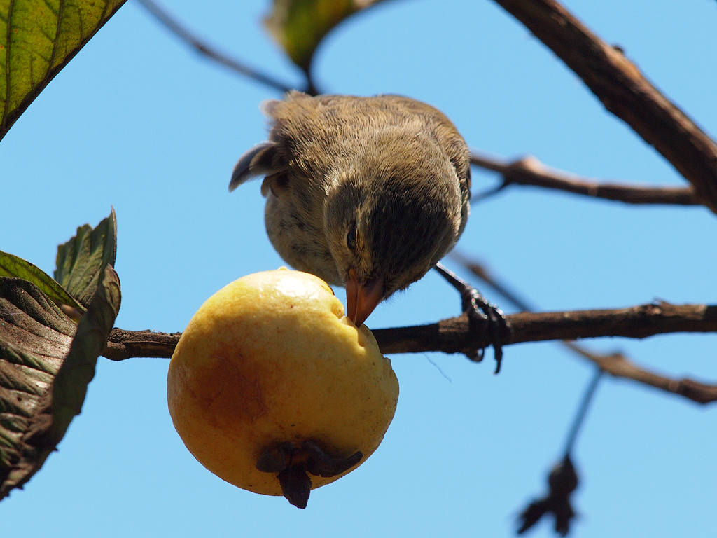 Small Tree Finch (female). Small Tree Finch