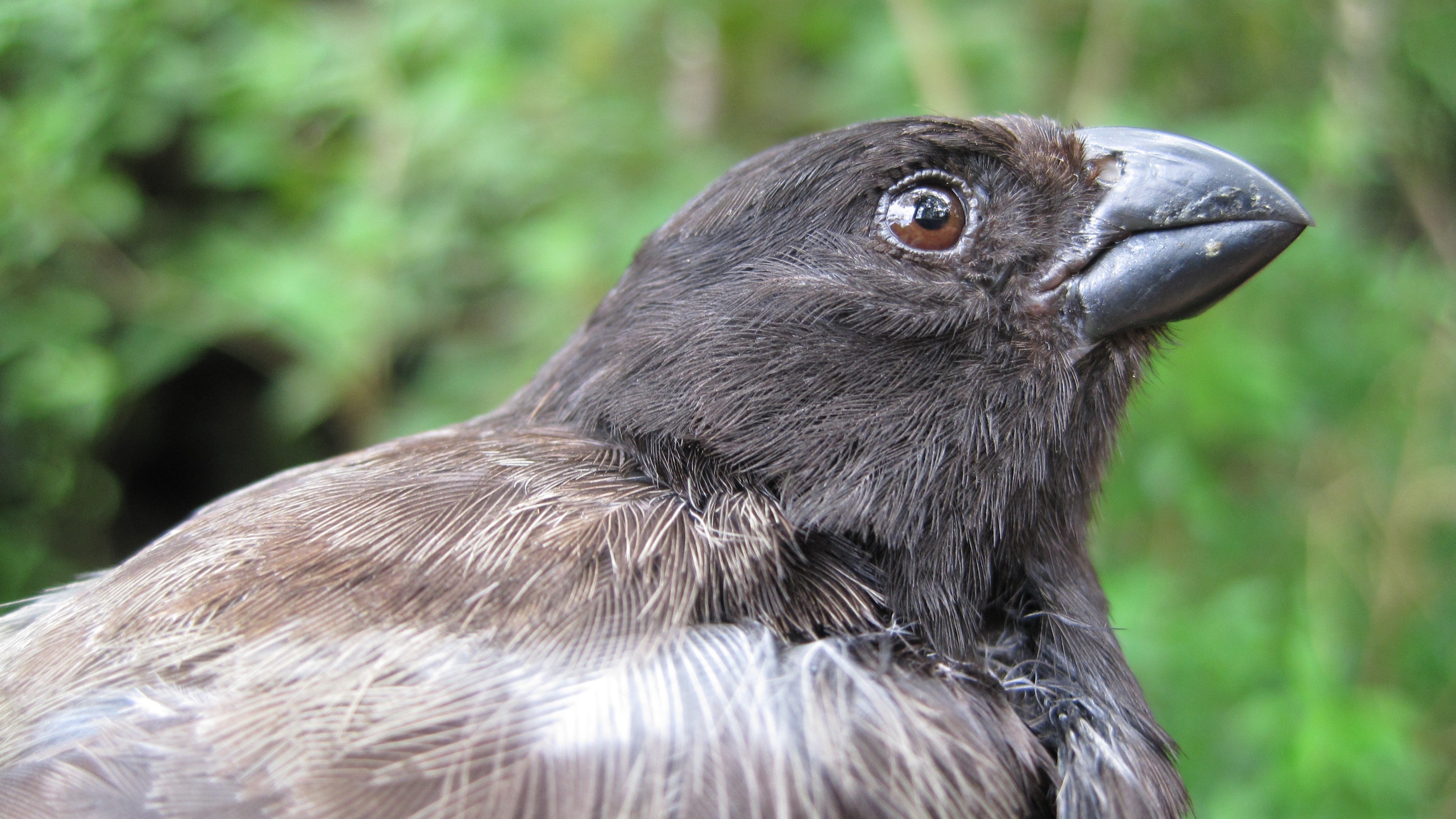Darwin's Finches Are In Danger Because a Parasite Is Changing Their Mating Song