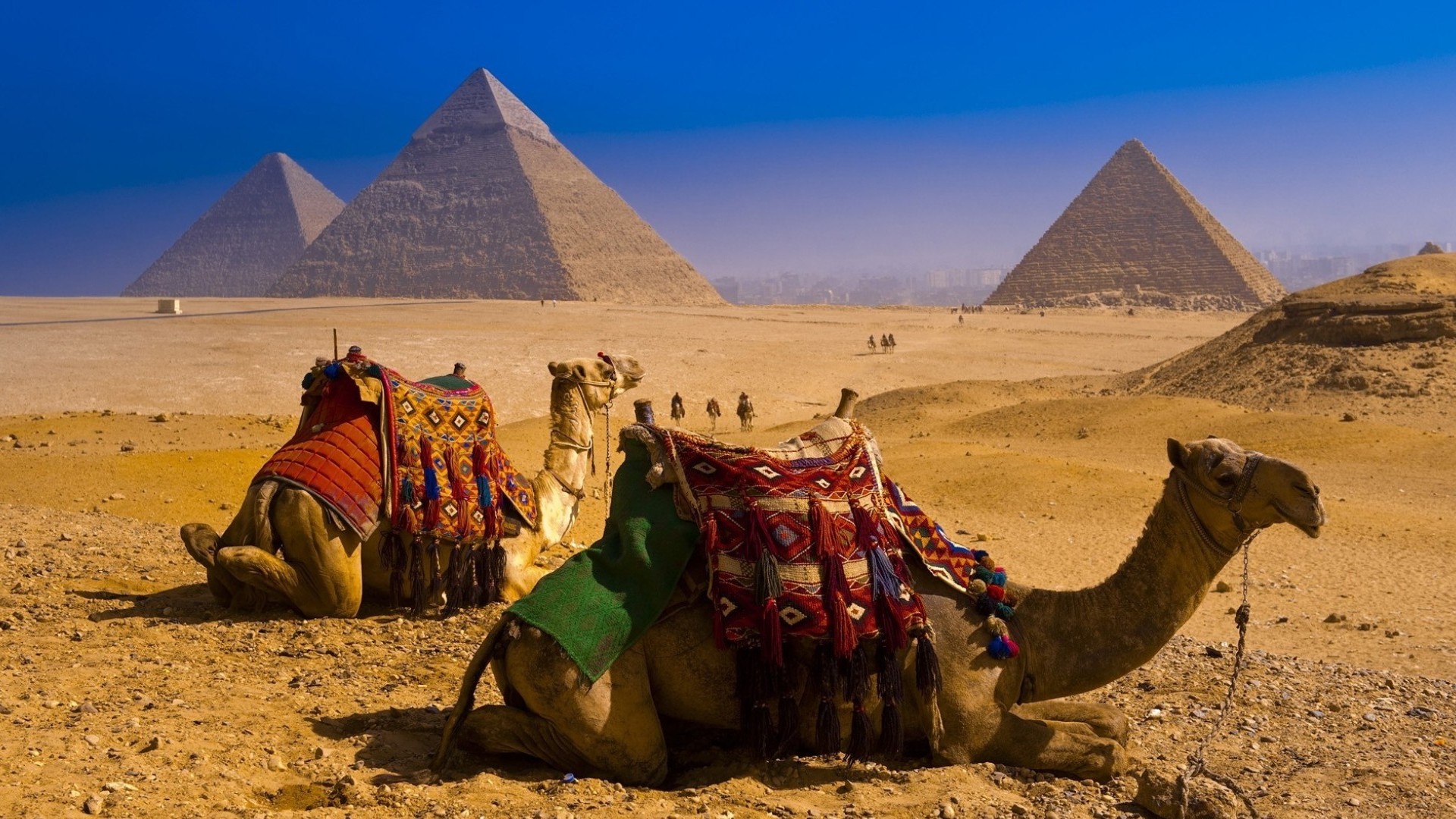 HD desktop wallpaper: Desert, Egypt, Animal, Pyramid, Camel download free picture