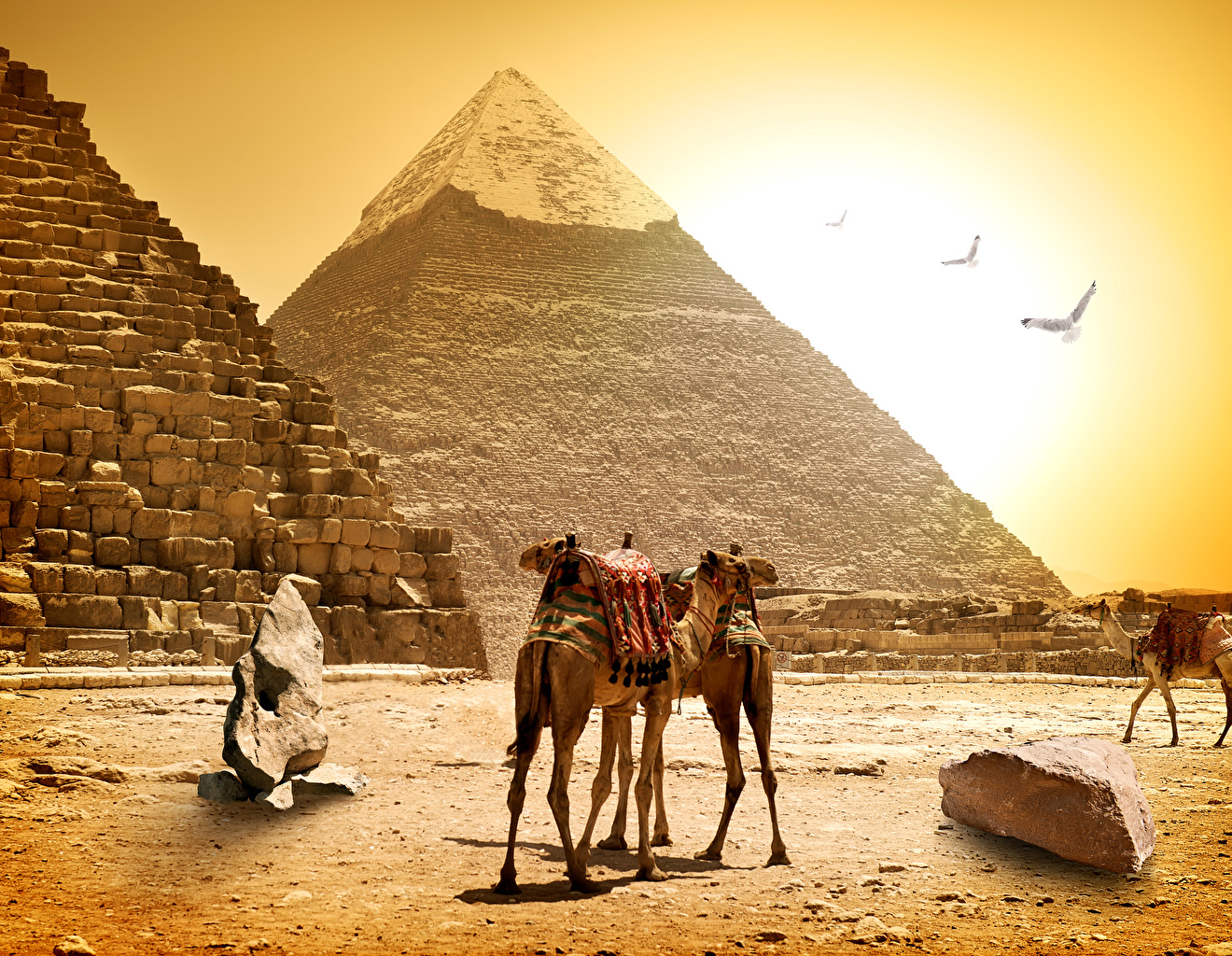 Desktop Wallpaper Camels Egypt Cairo Nature Pyramid Stones