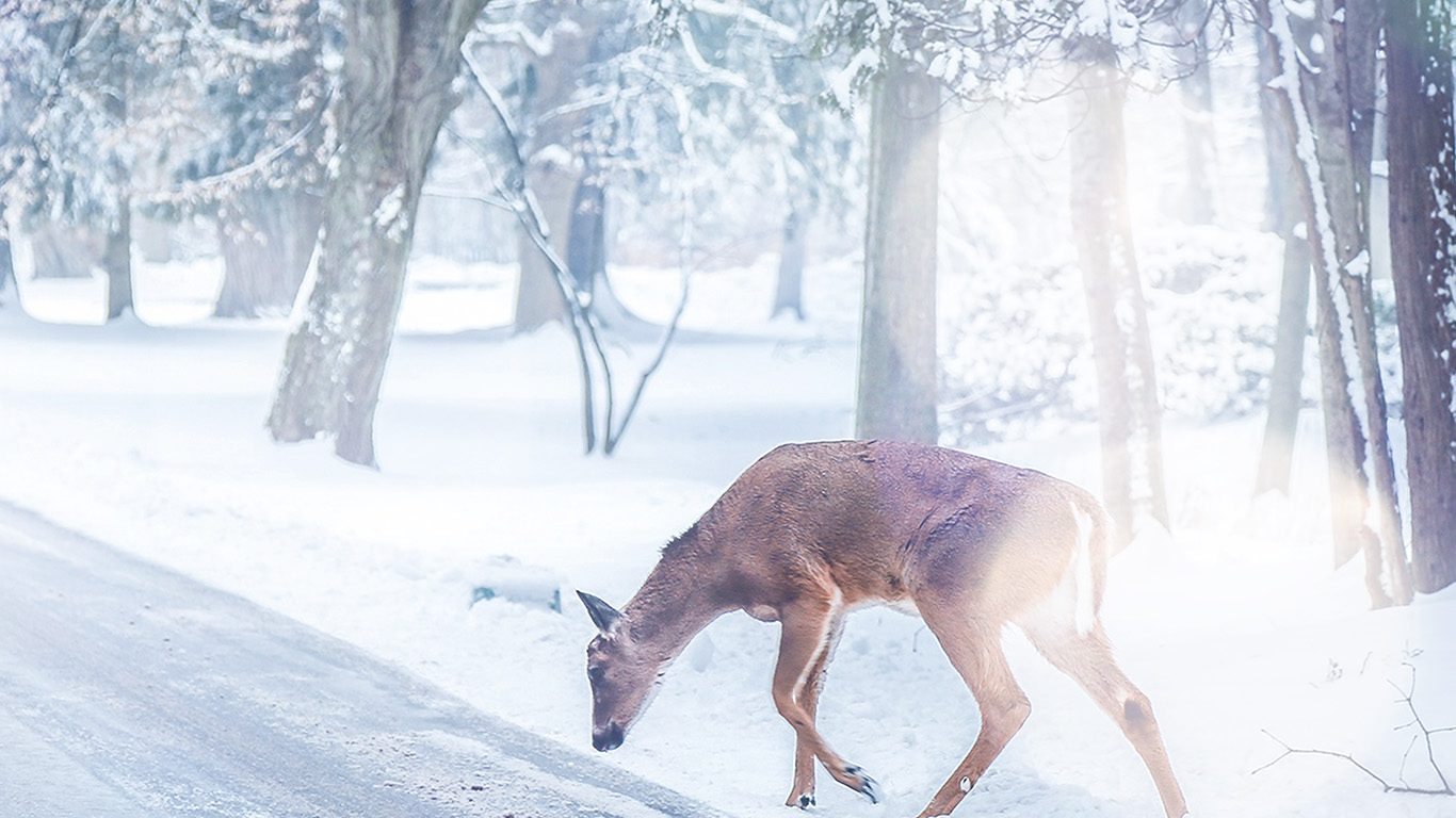 wallpaper for desktop, laptop. christmas deer street snow winter nature animal white