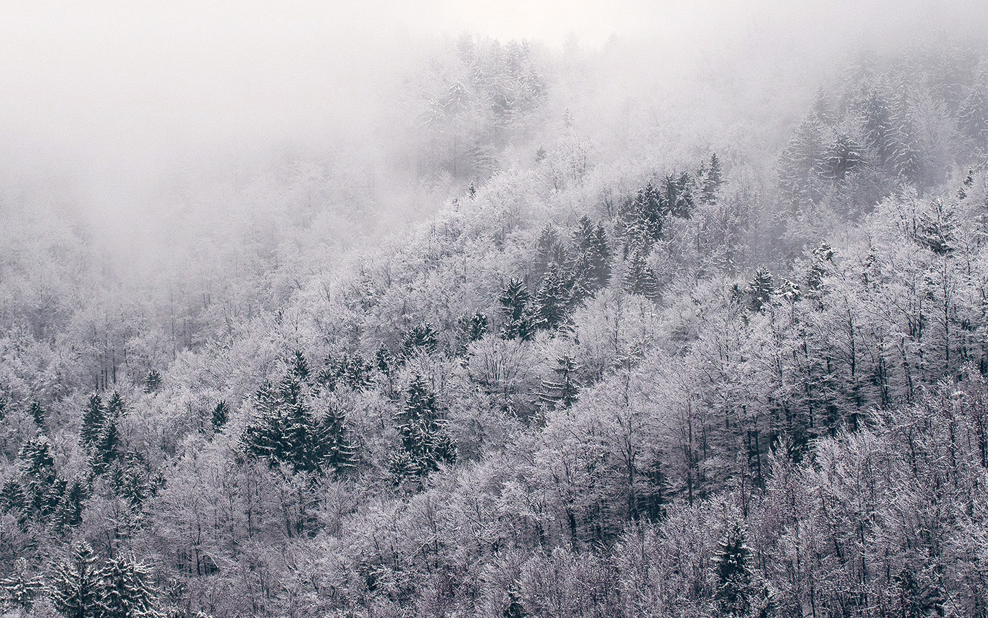 Mountain Wood Winter Christmas White Green Wallpaper