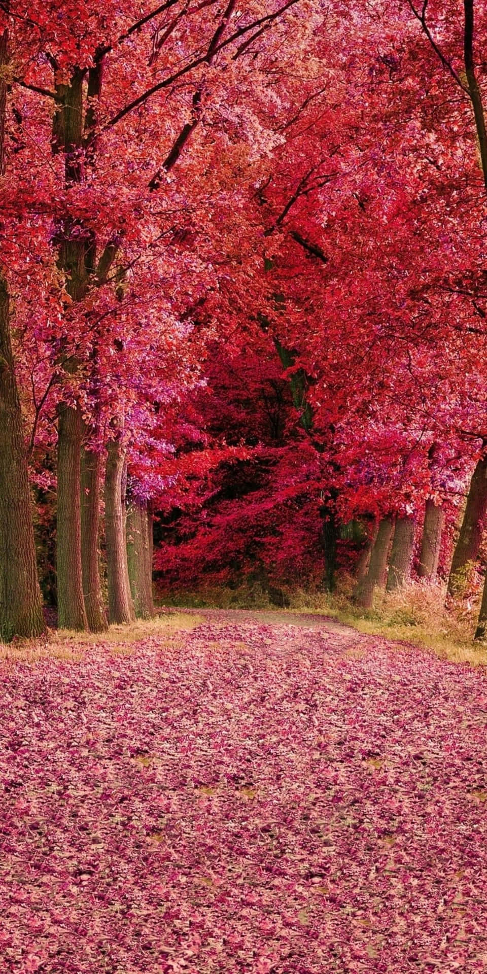 Download Enchanting Shades of Pink Fall Wallpaper
