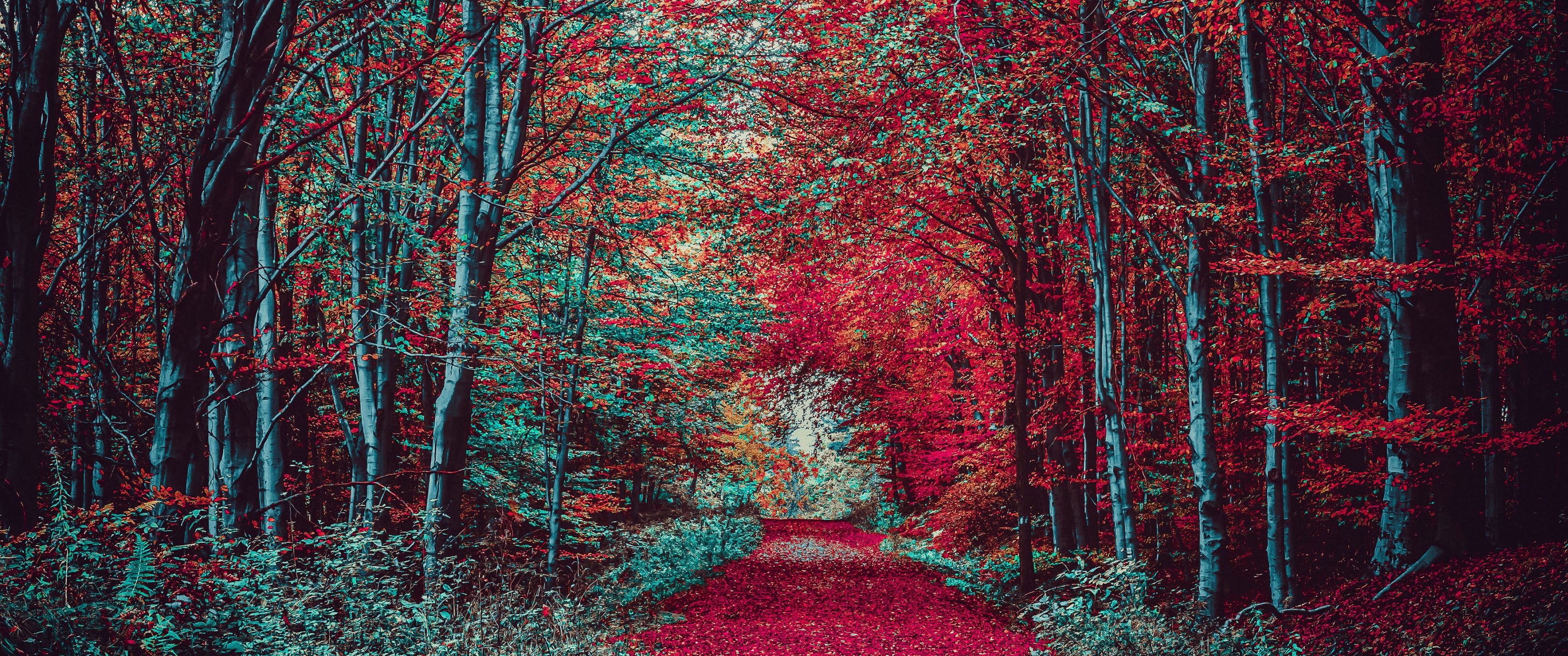 Autumn Forest Wallpaper 4K, Path, Fall Foliage, Trees