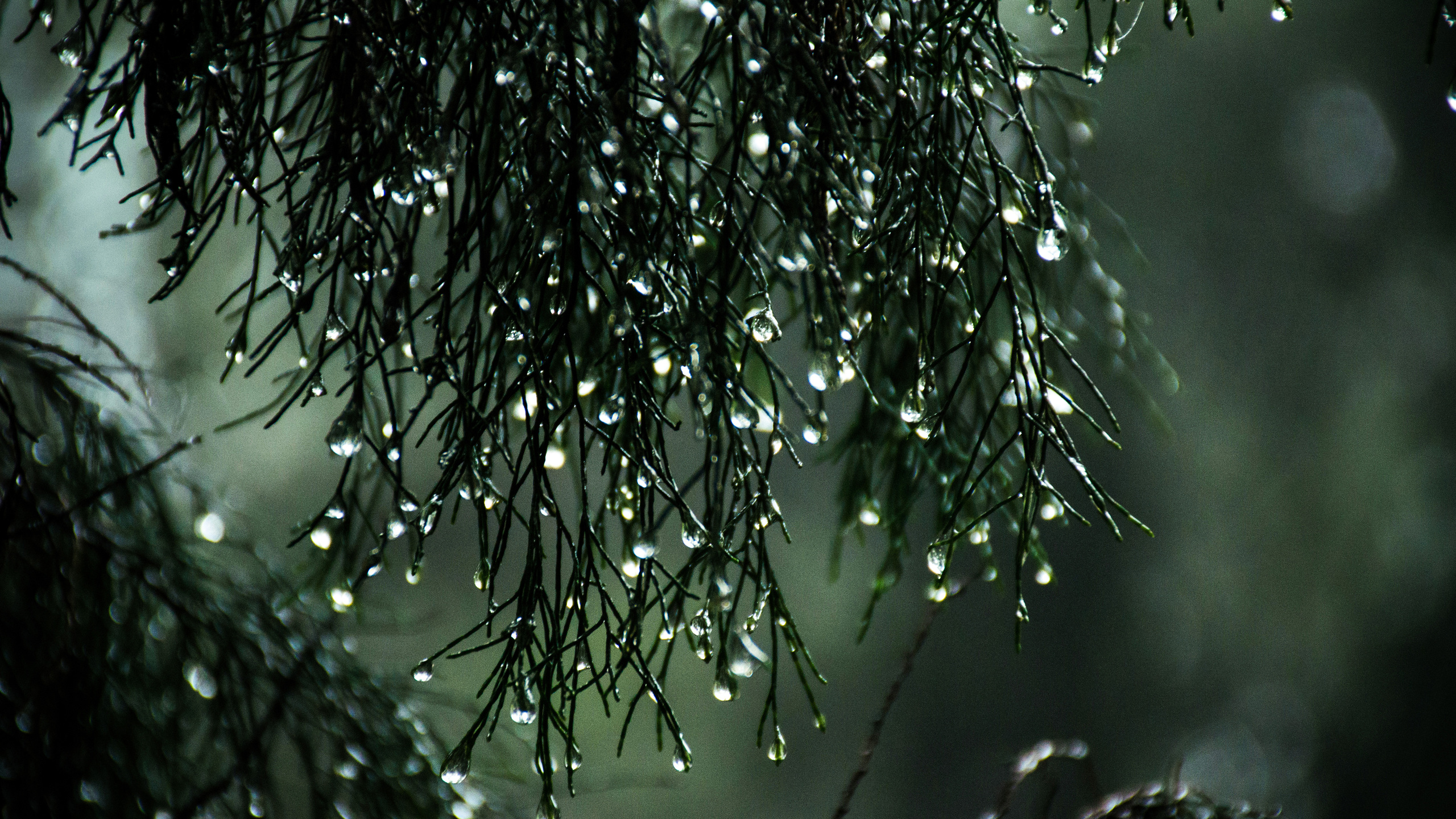 Wet Leaves Raindrops Nature 1440P Resolution HD 4k Wallpaper, Image, Background, Photo and Picture