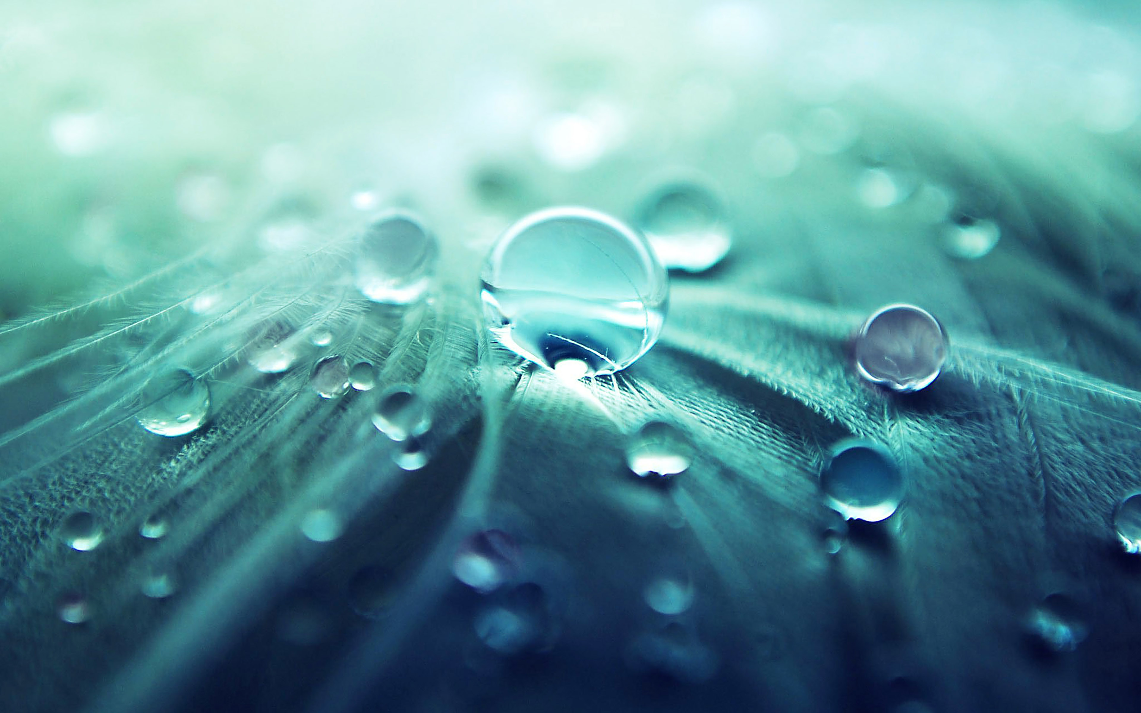 wallpaper for desktop, laptop. raindrops nature leaf art green blue