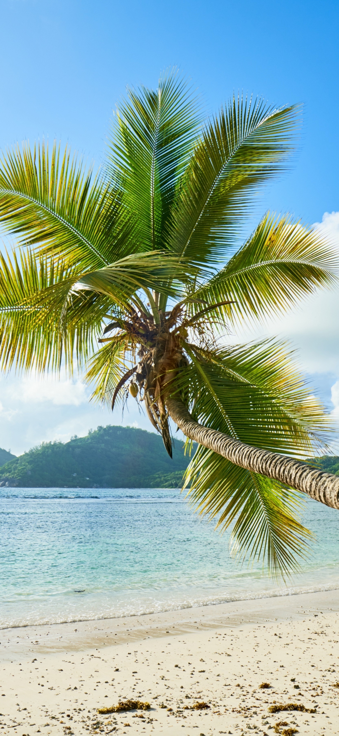 Download wallpaper 1125x2436 palm tree, tropical beach, sunny day, sea, iphone x, 1125x2436 HD background, 7117