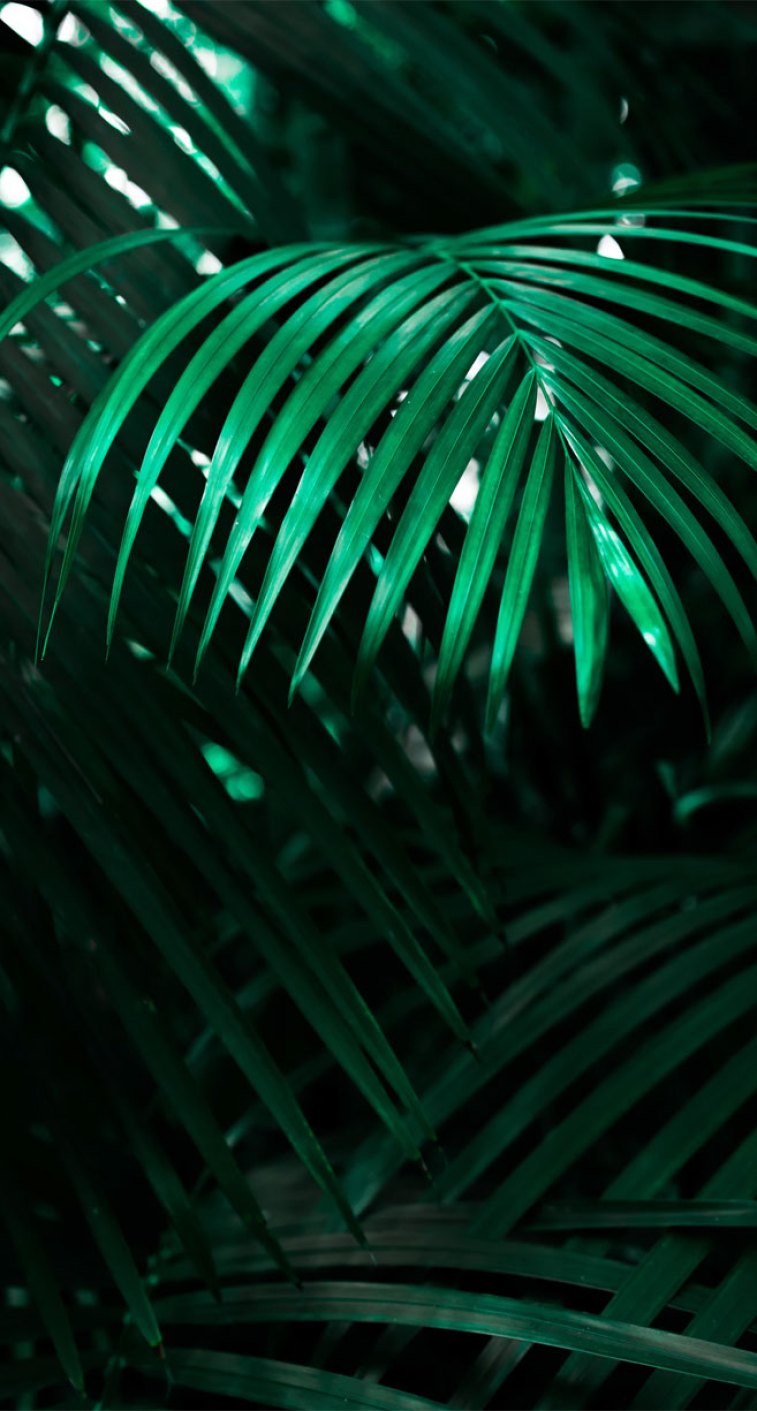 Tropical Leaves, Botanicals, Leaf Phone Wallpaper