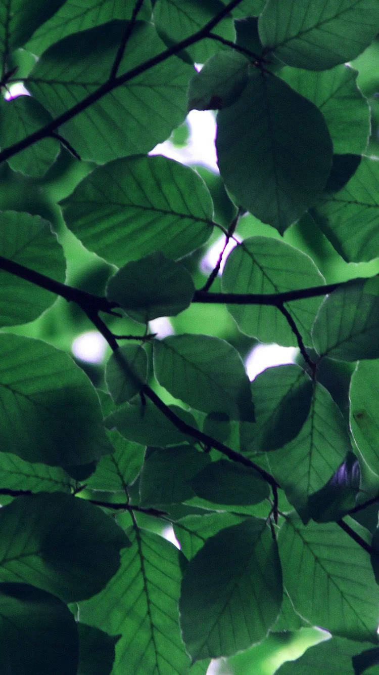 Download Light Peeking Through Leaves Green iPhone Wallpaper