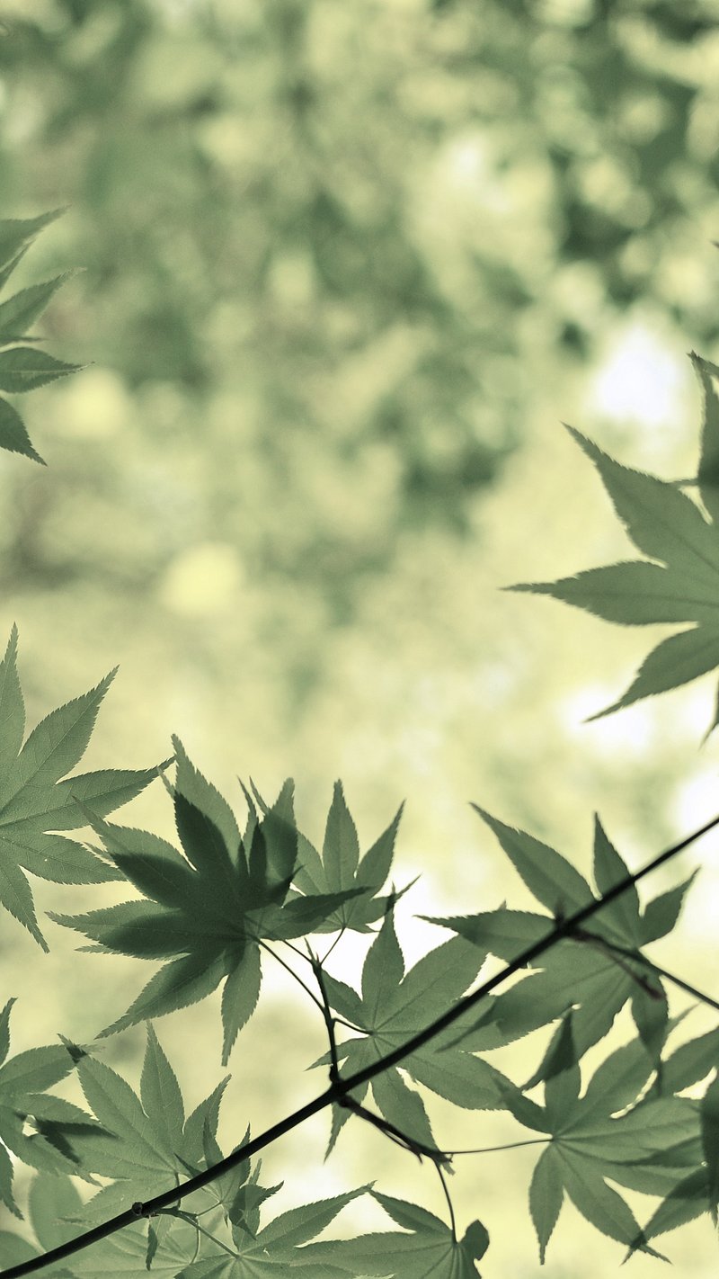 iPhone Wallpaper Leaf Image. Free