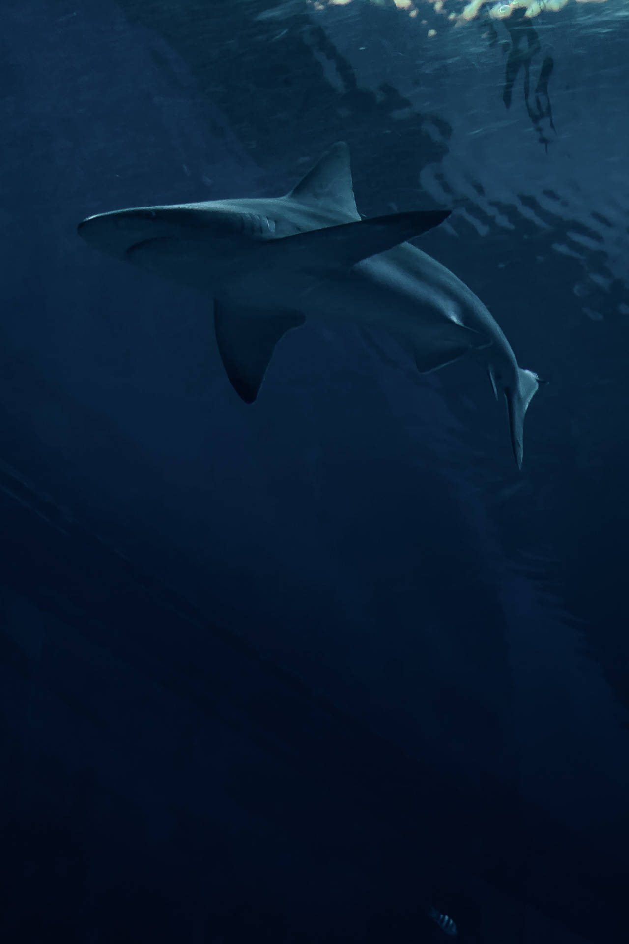 Download Shark Wallpaper