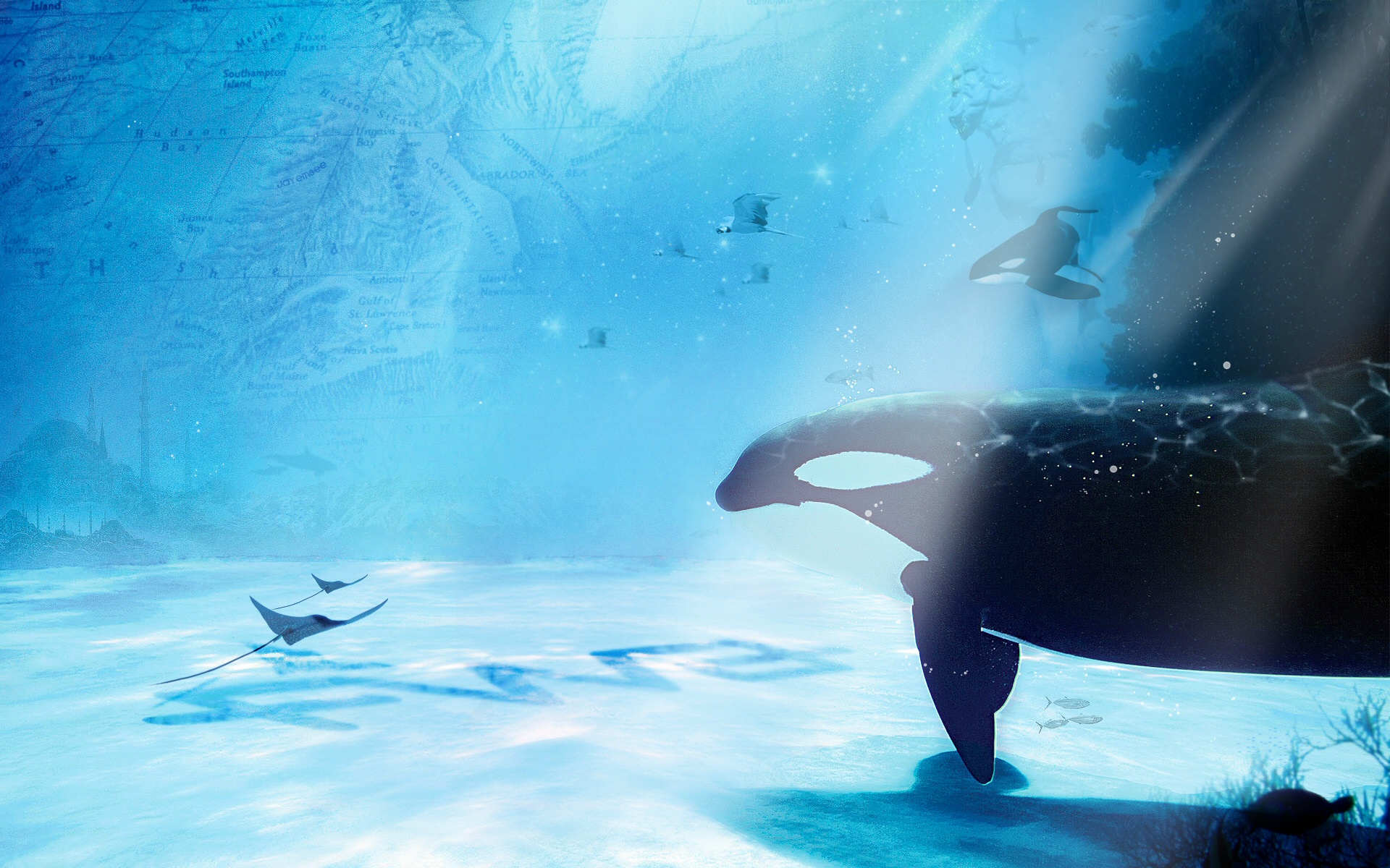 Animals whales underwater sea ocean manta sting ray sealife art cg digital sunlight wallpaperx1200