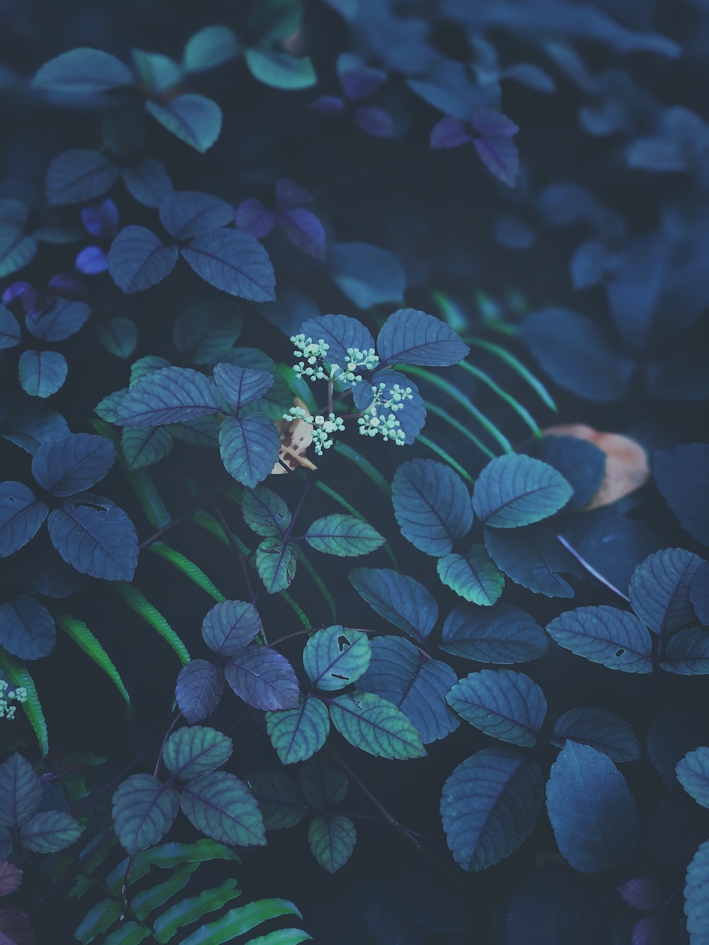 Green and purple leaves in tilt shift lens photo