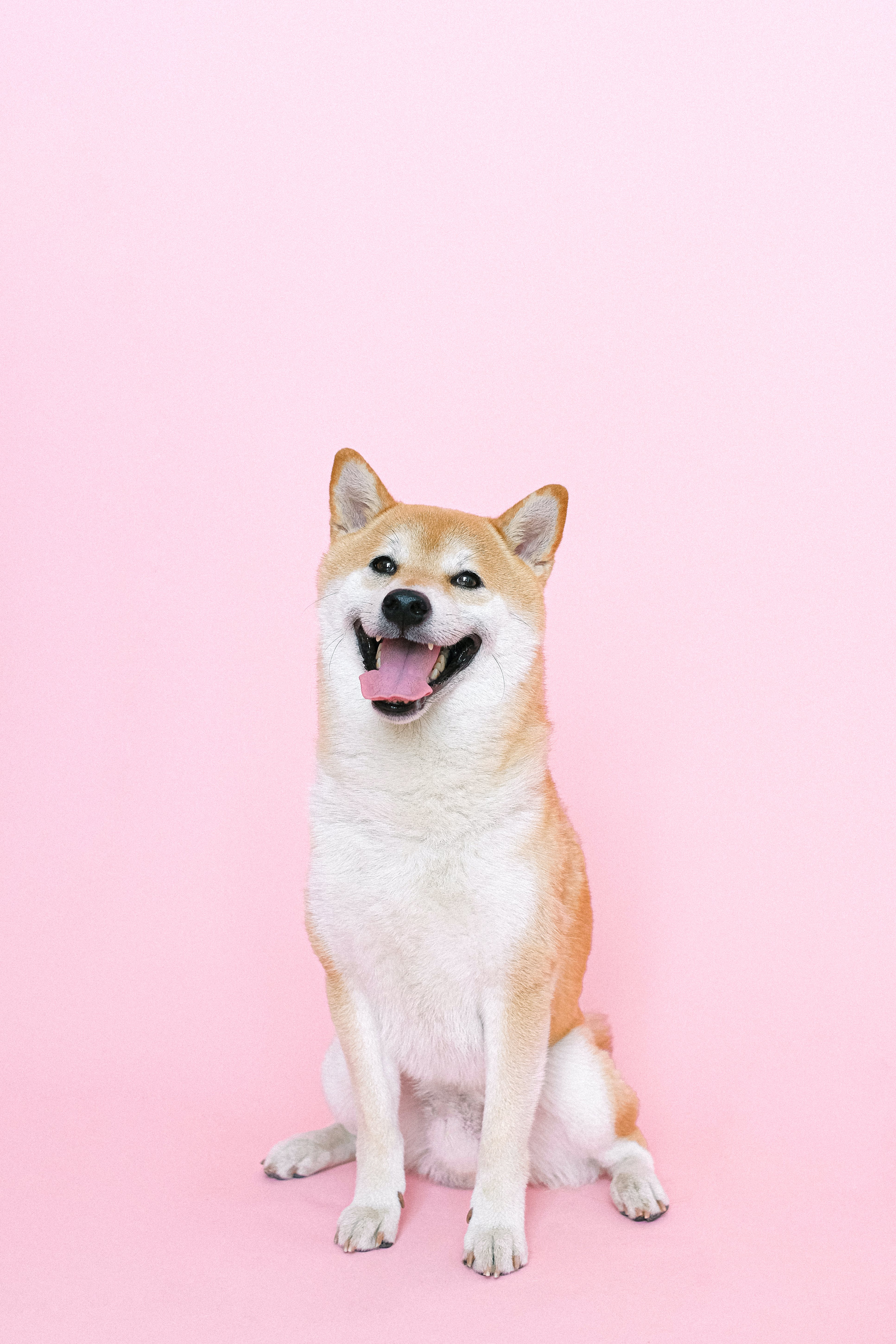 Shiba Inu Photo, Download The BEST Free Shiba Inu & HD Image