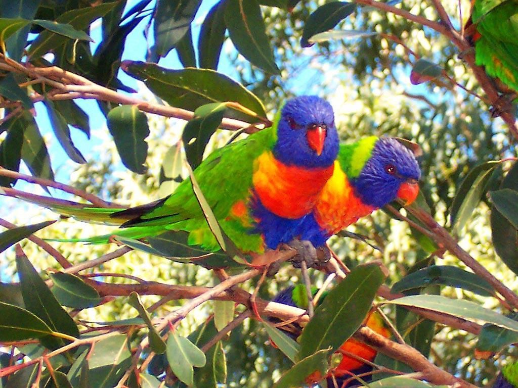 Australian Animals Wallpaper: Rainbow Lorikeets. Australian animals, Animals, Cute animals