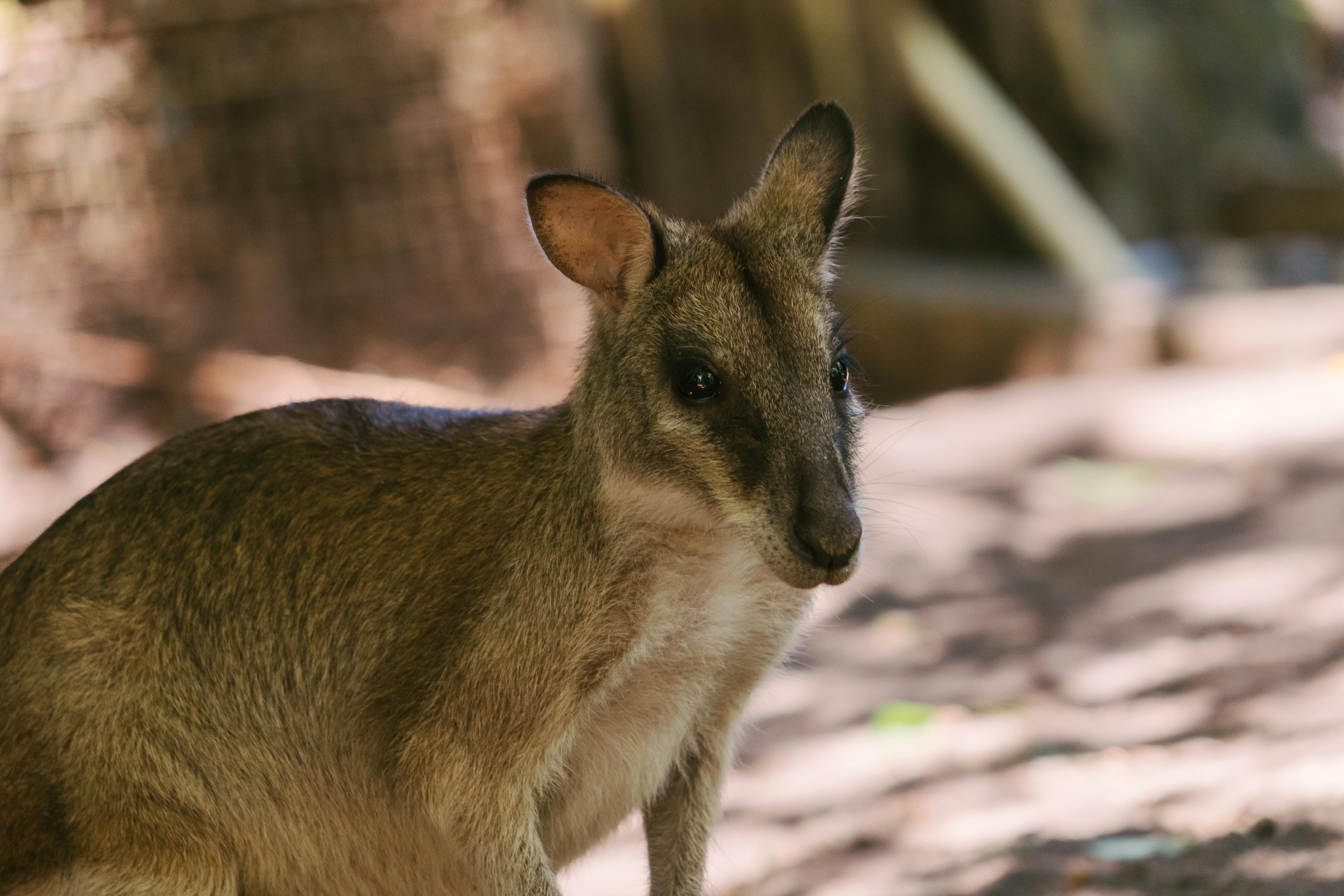 Australian Animals Photo, Download The BEST Free Australian Animals & HD Image