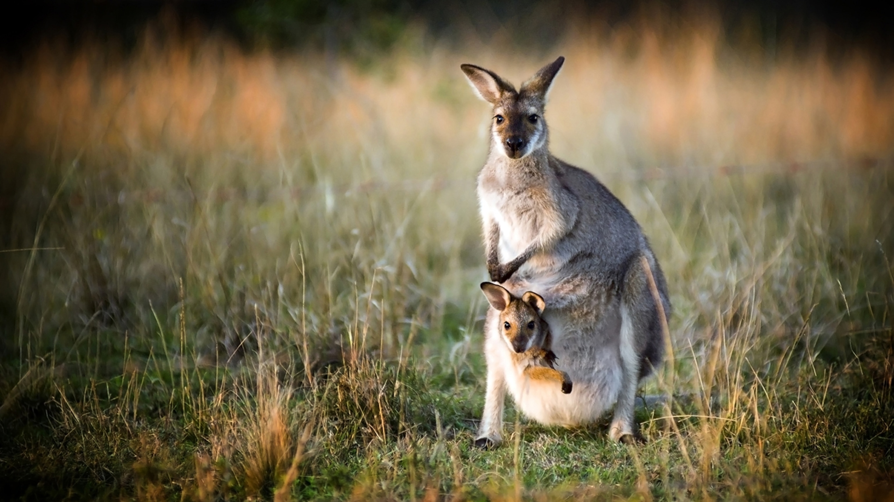 Kangaroo facts and photo