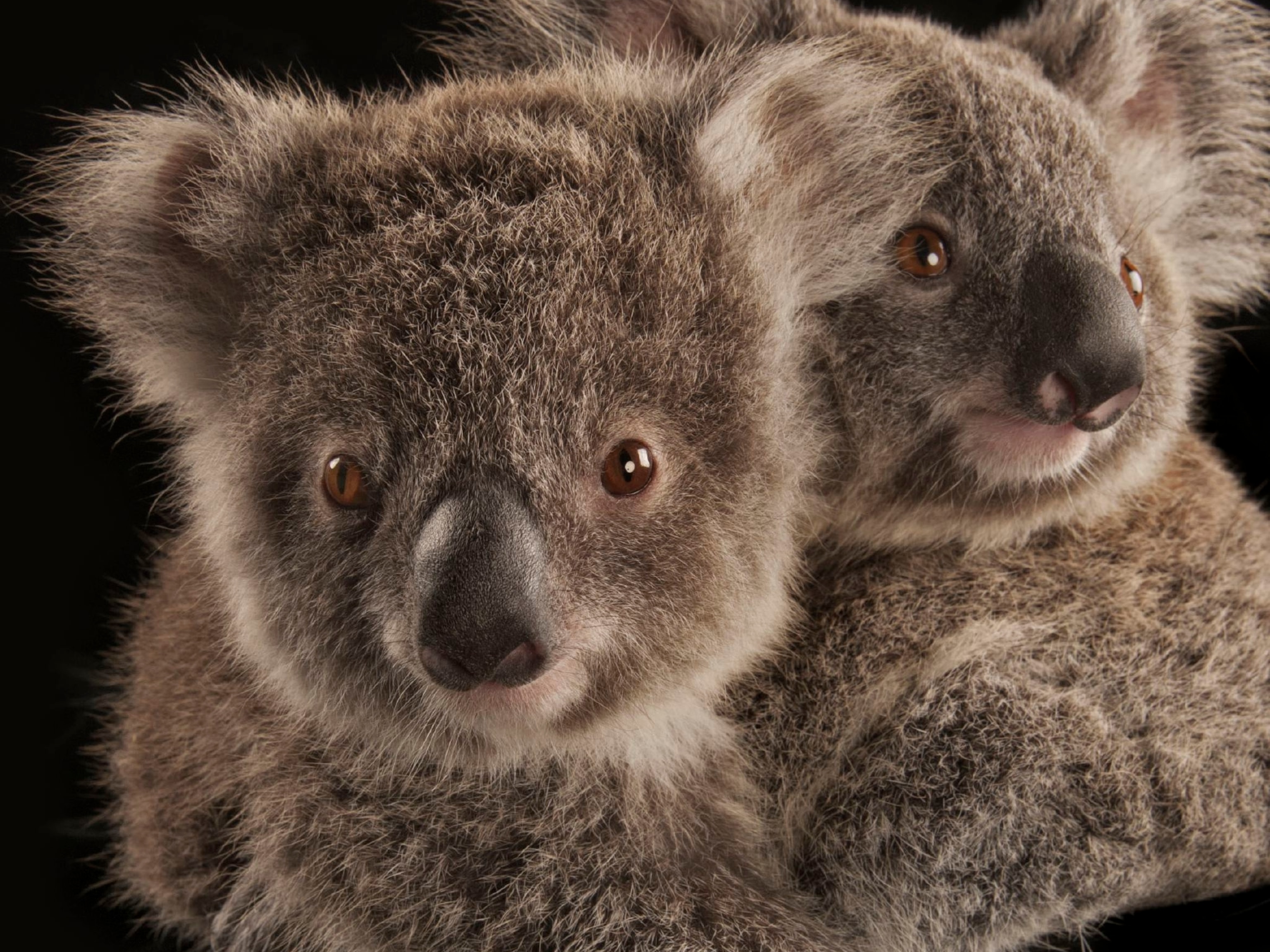Koala, facts and photo