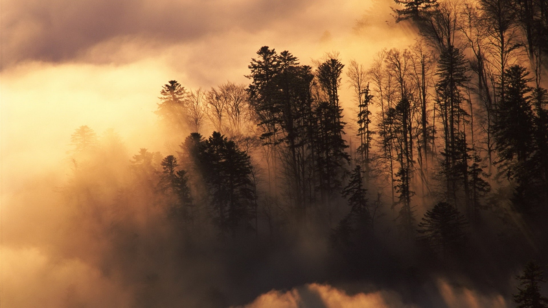 Nature landscapes trees forest sunlight sunrise sunset clouds fog mist wallpaperx1080