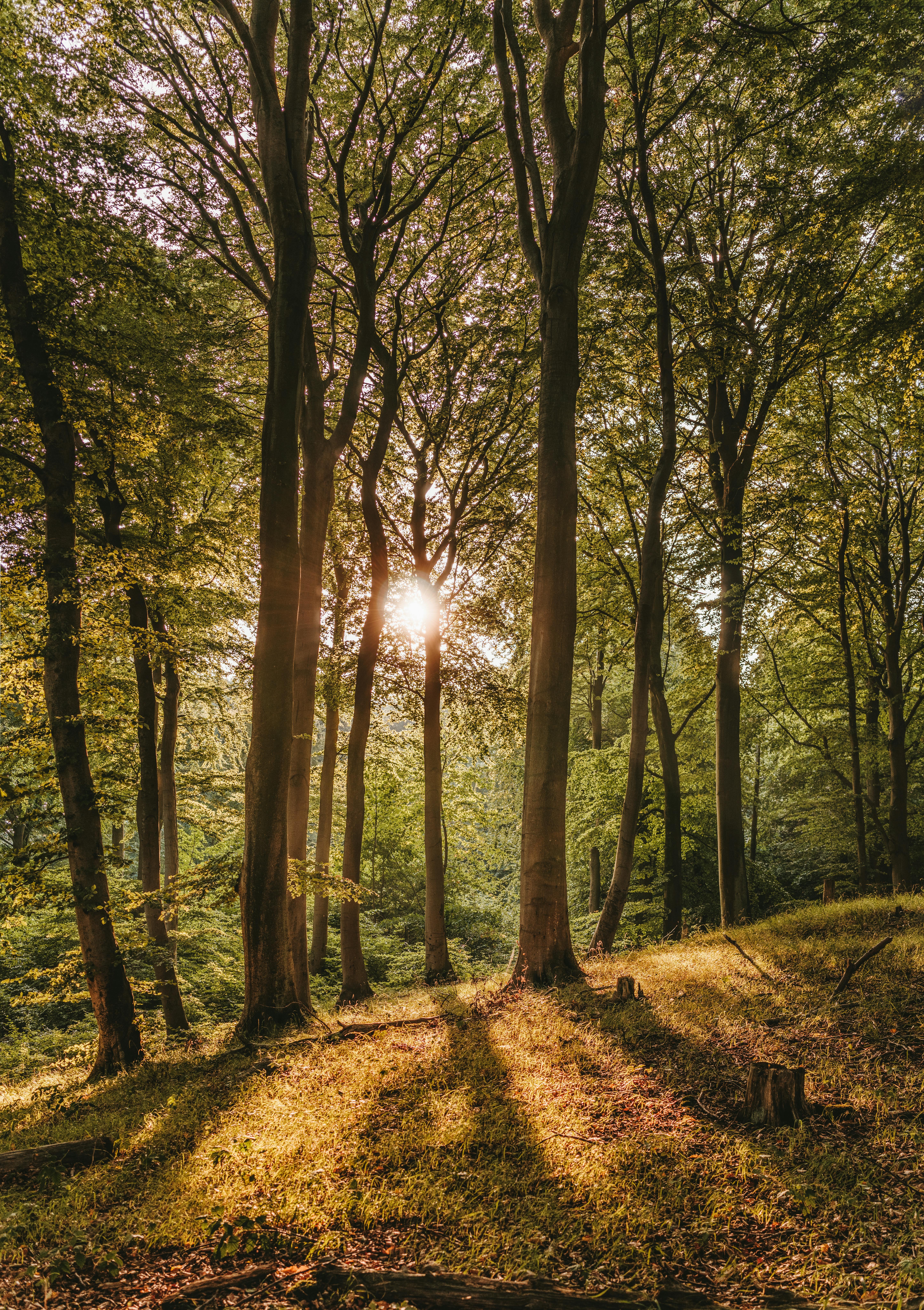 60,Best Forest Photo · 100% Free Downloads