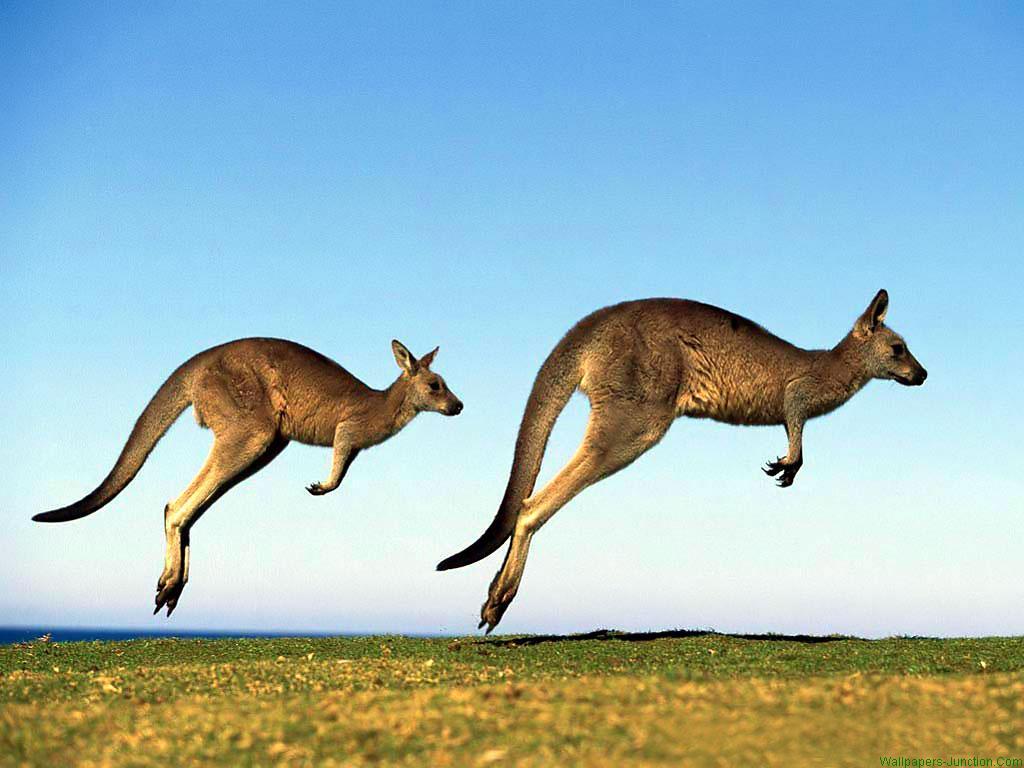 Australian Animal Wallpaper