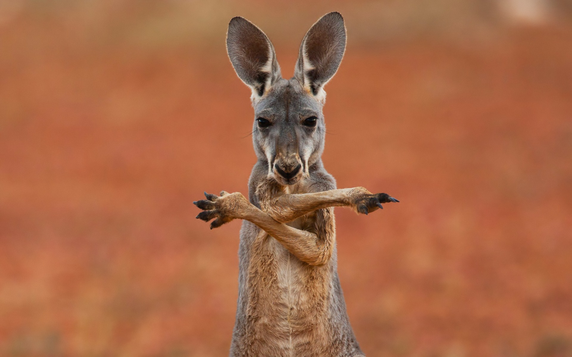 Animal Kangaroo HD Wallpaper