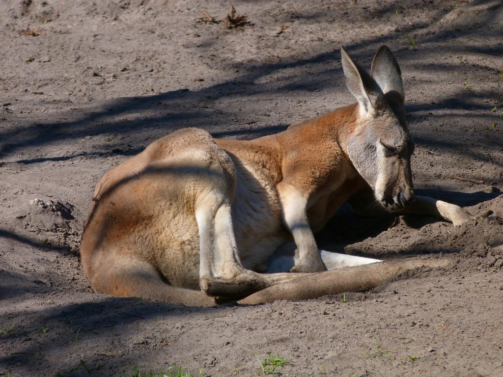Brevard Zoo Australian Animals. Rusty Clark 100K Photo