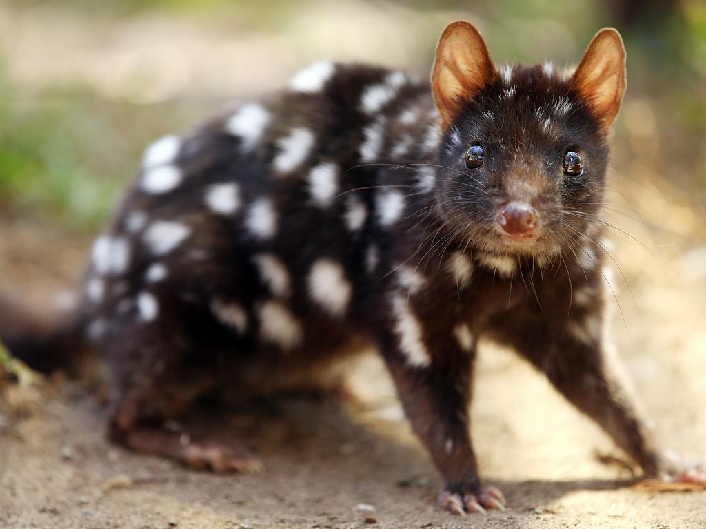Australia's animals facing extinction