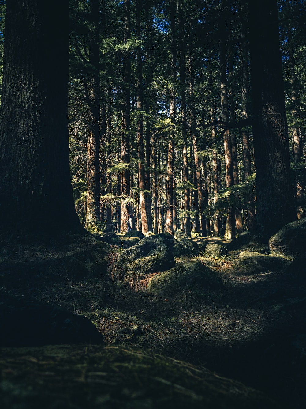 Brown trees in forest during daytime photo