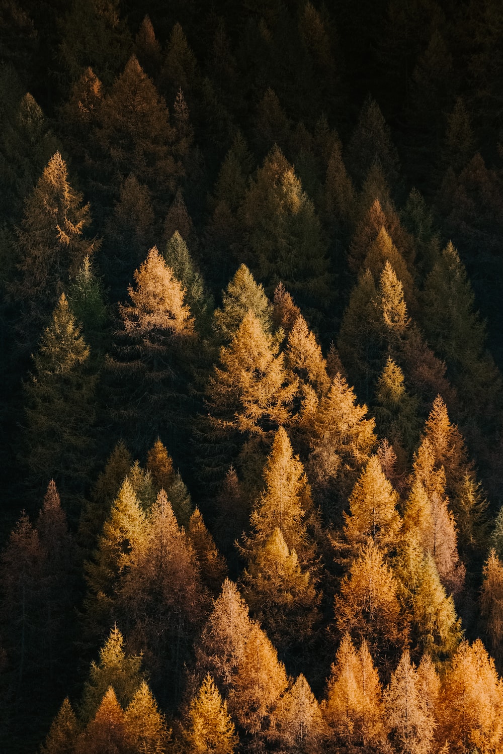 Orange fern trees in a forest photo